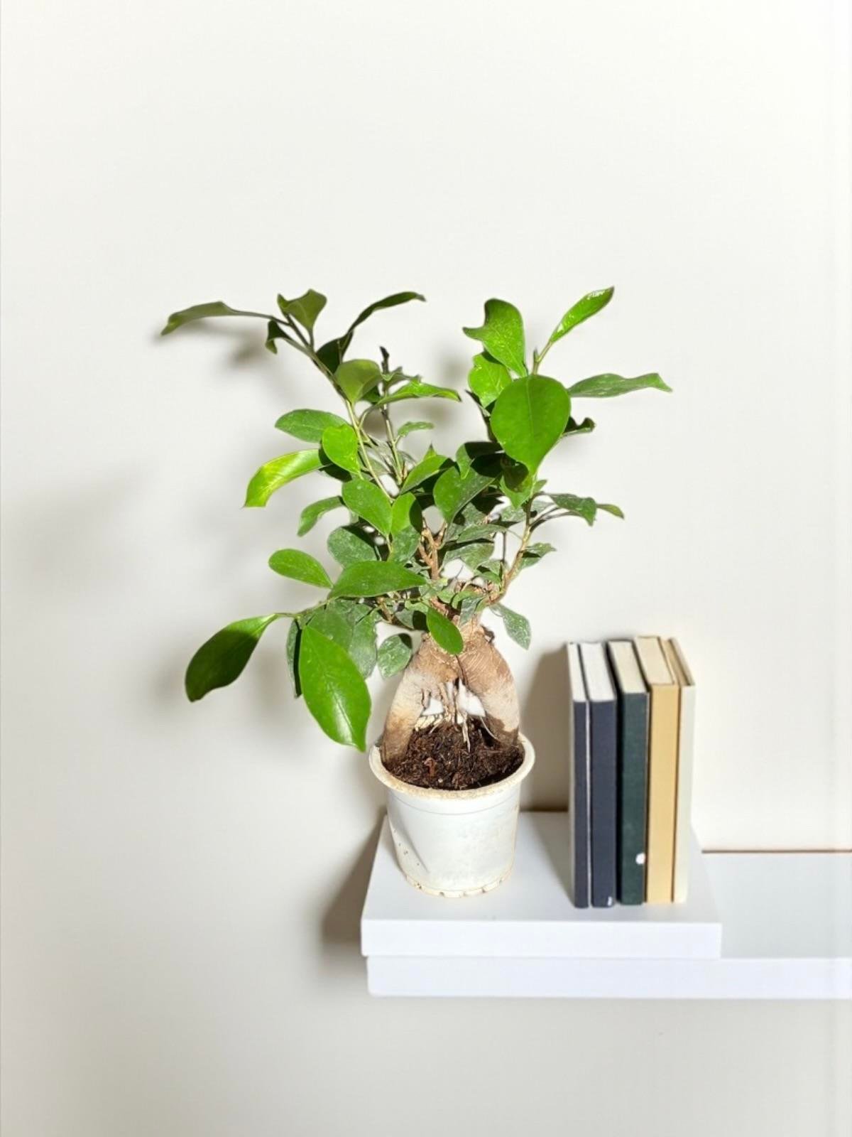 Ficus Microcarpa Ginseng Bonsai