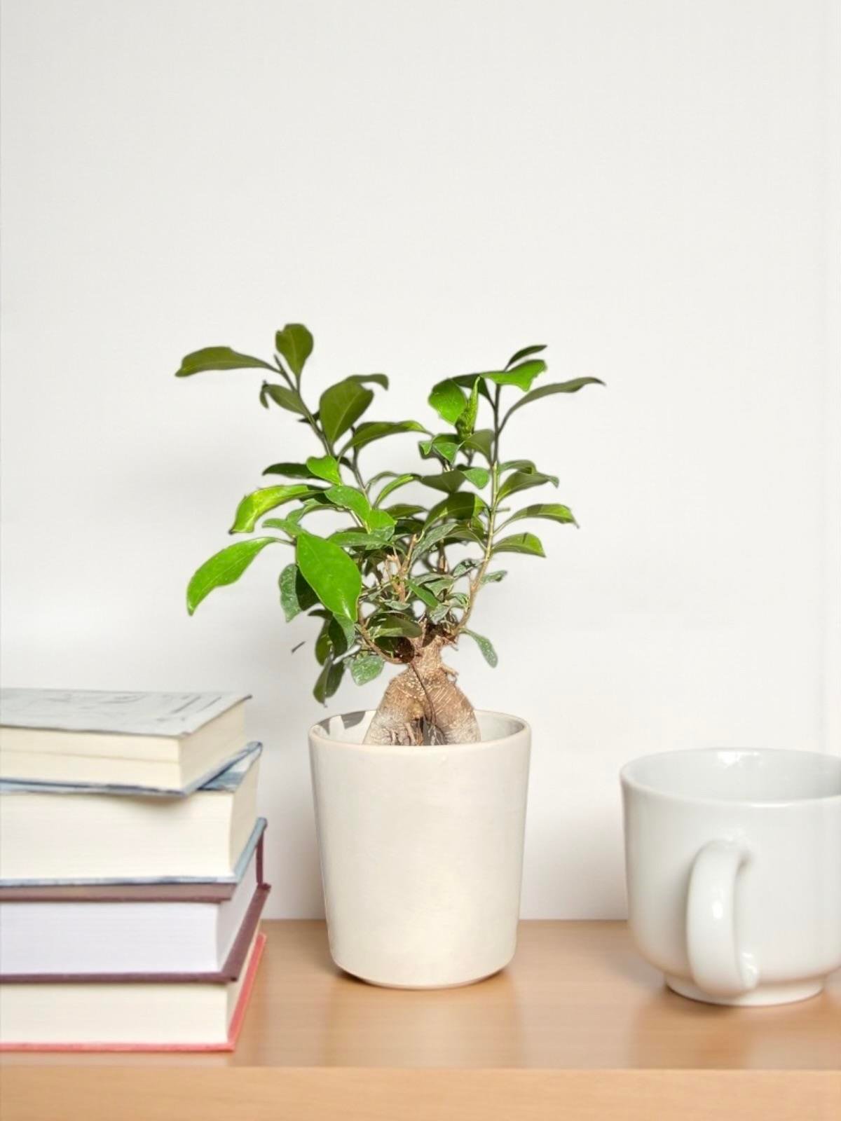 Ficus Microcarpa Ginseng Bonsai