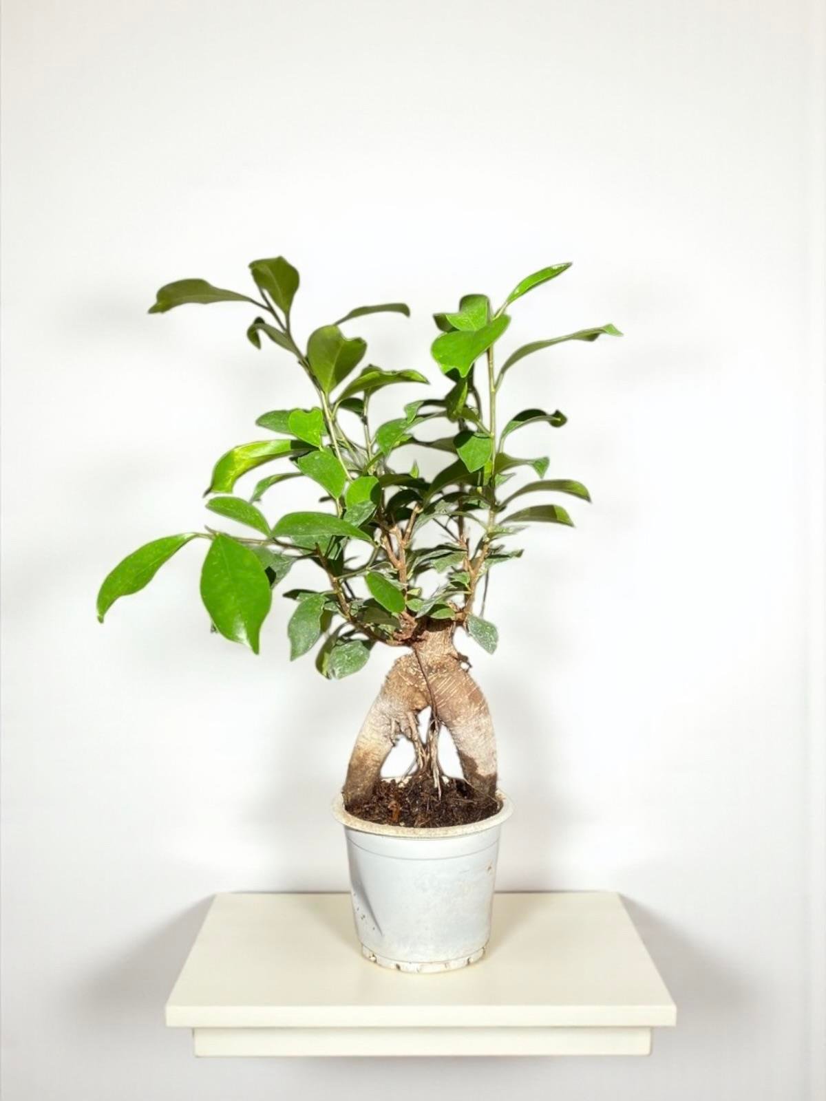 Ficus Microcarpa Ginseng Bonsai