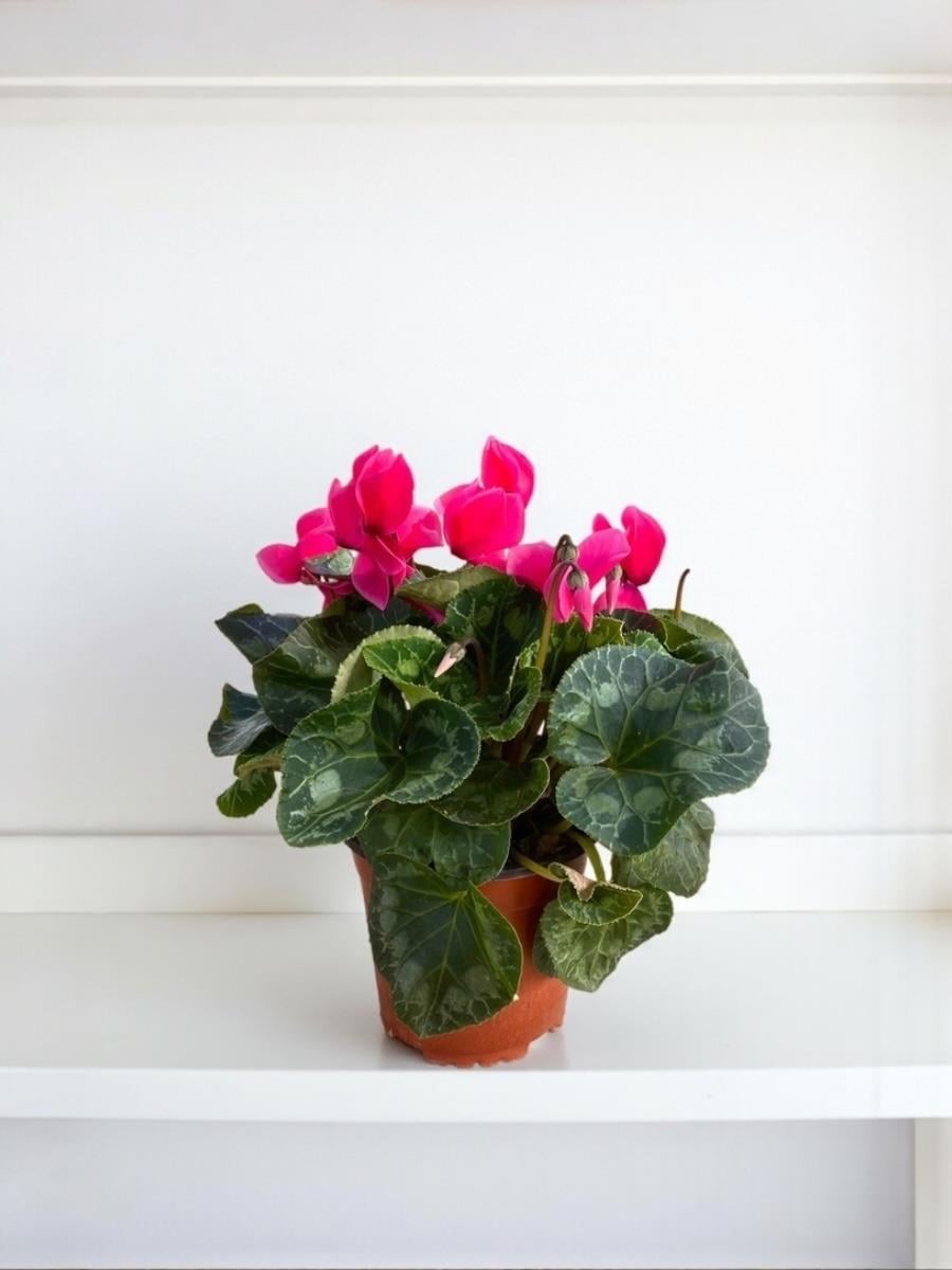 Fuşya Siklamen (Cyclamen) Çiçeği Canlı Fırfırlı Bitki 