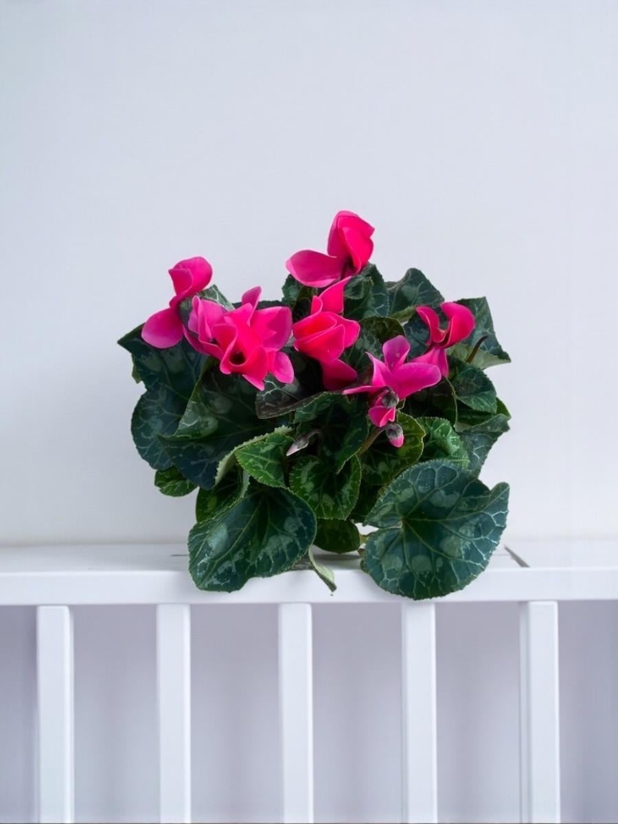 Fuşya Siklamen (Cyclamen) Çiçeği Canlı Fırfırlı Bitki 