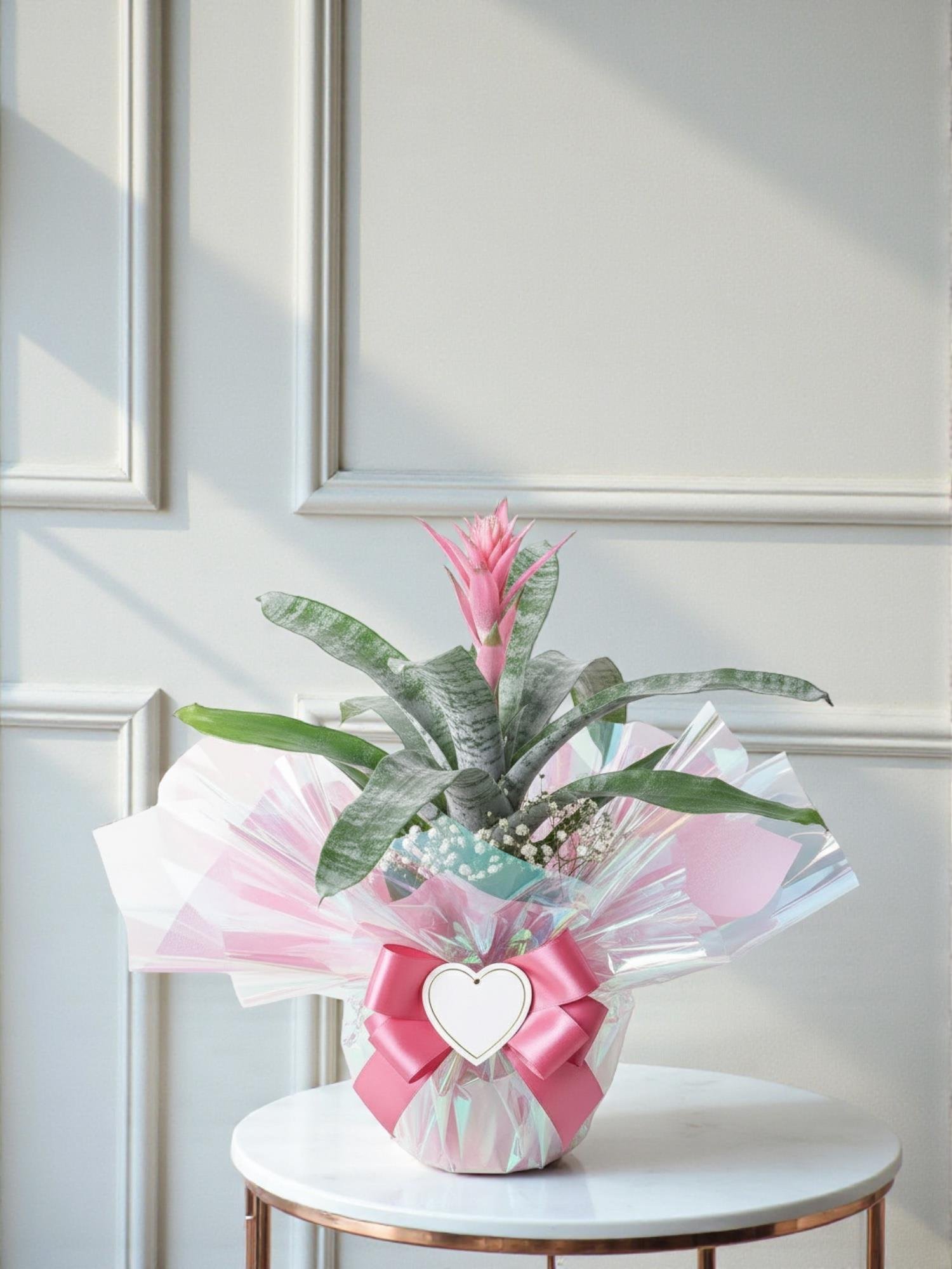 Gümüş Kupa Çiçeği – Aechmea Fasciata (Açmeya - Aylarca Solmayan)