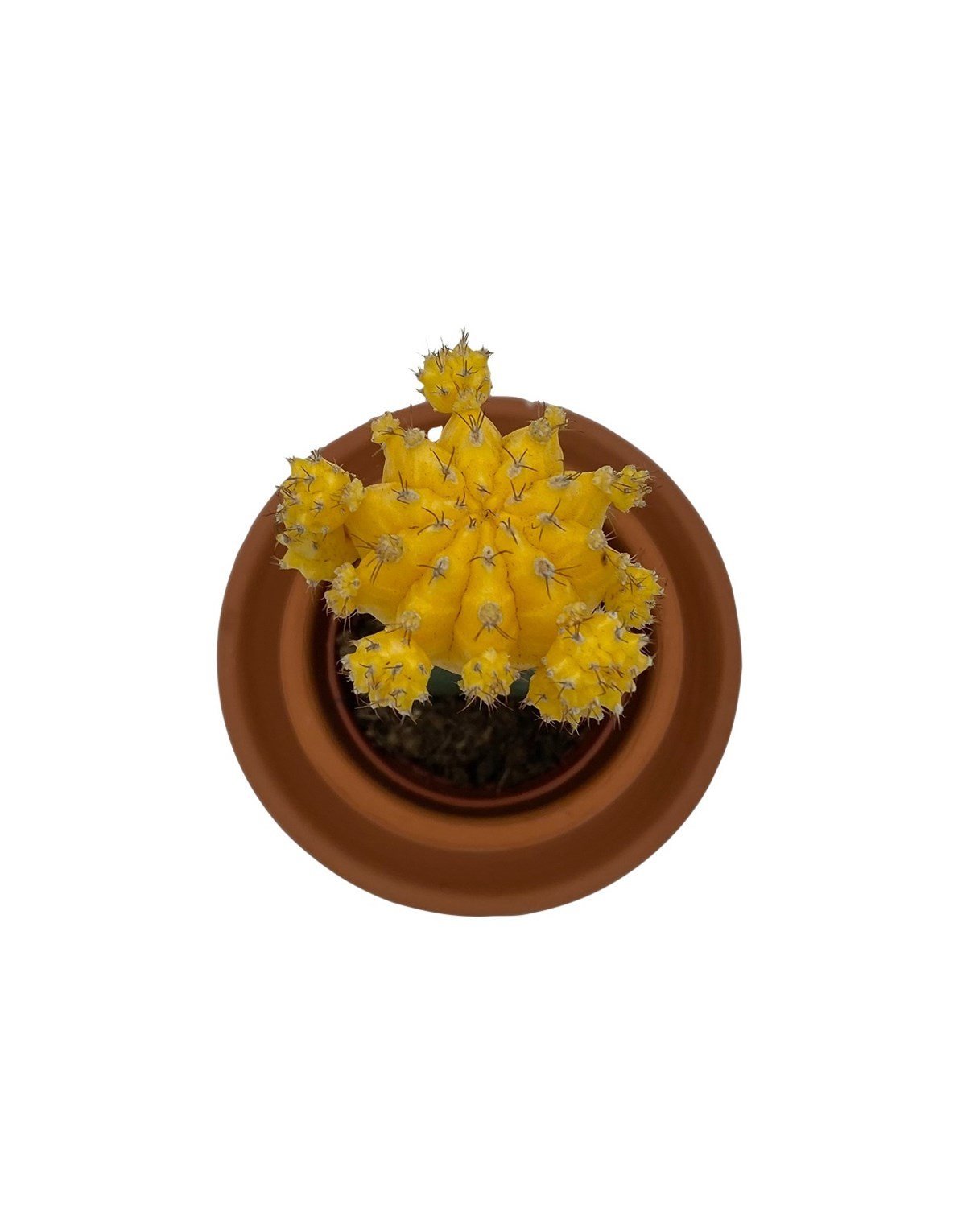 Gymnocalycium Mihanovichii Hibotan Aşılı