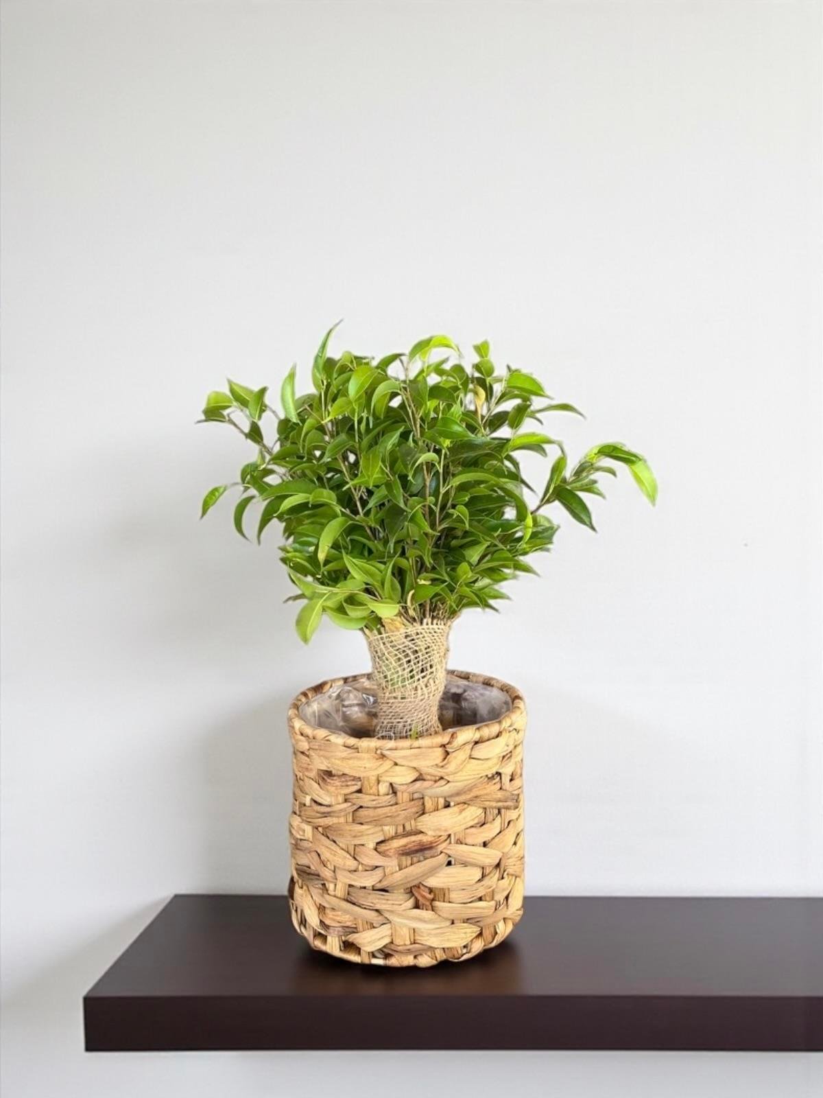 Hasır Gövdeli Ficus Benjamina Natasja Hasır Örgülü