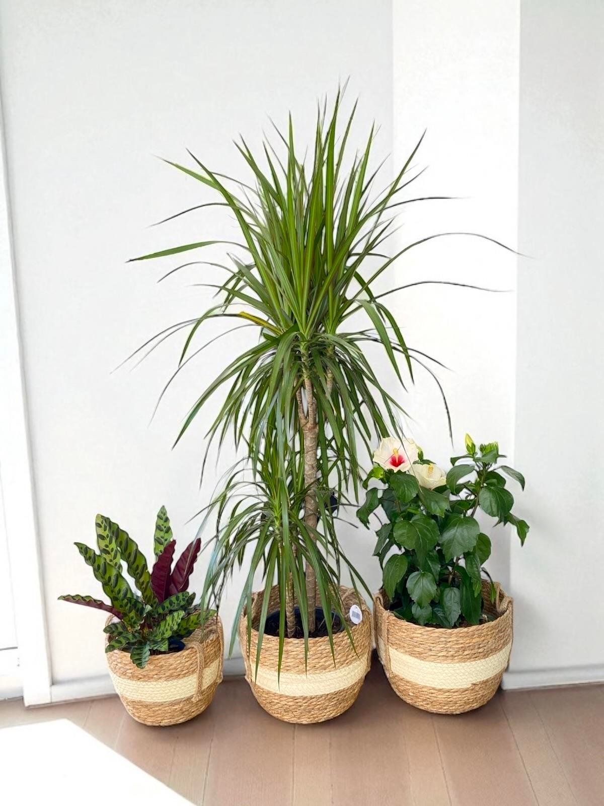 Hasır Kulplu Beyaz Detaylı Dekoratif Saksı