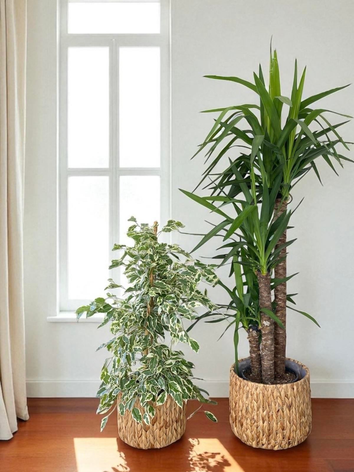 Hasır Örgü Detaylı Dekoratif Saksı