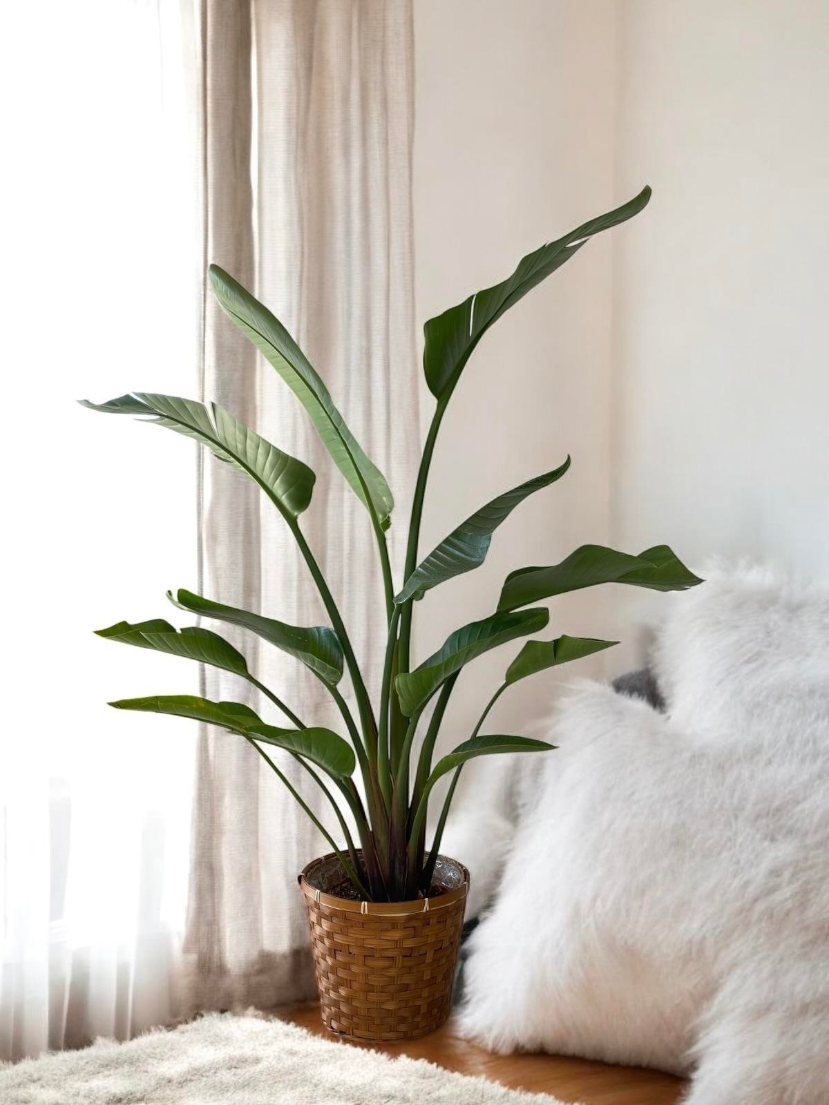 Hava Temizleyen Bitkiler Seti – Paşa Kılıcı Sansevieria Büyük Boy, Monstera Deve Tabanı, 2 Gövdeli Dev Boy Starliçe + Bitki Besini HEDİYE