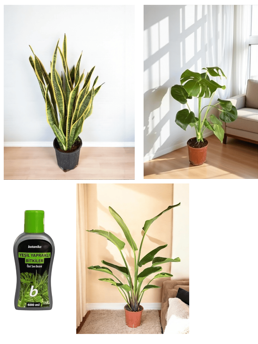 Hava Temizleyen Bitkiler Seti – Paşa Kılıcı Sansevieria Büyük Boy, Monstera Deve Tabanı, 2 Gövdeli Dev Boy Starliçe + Bitki Besini HEDİYE