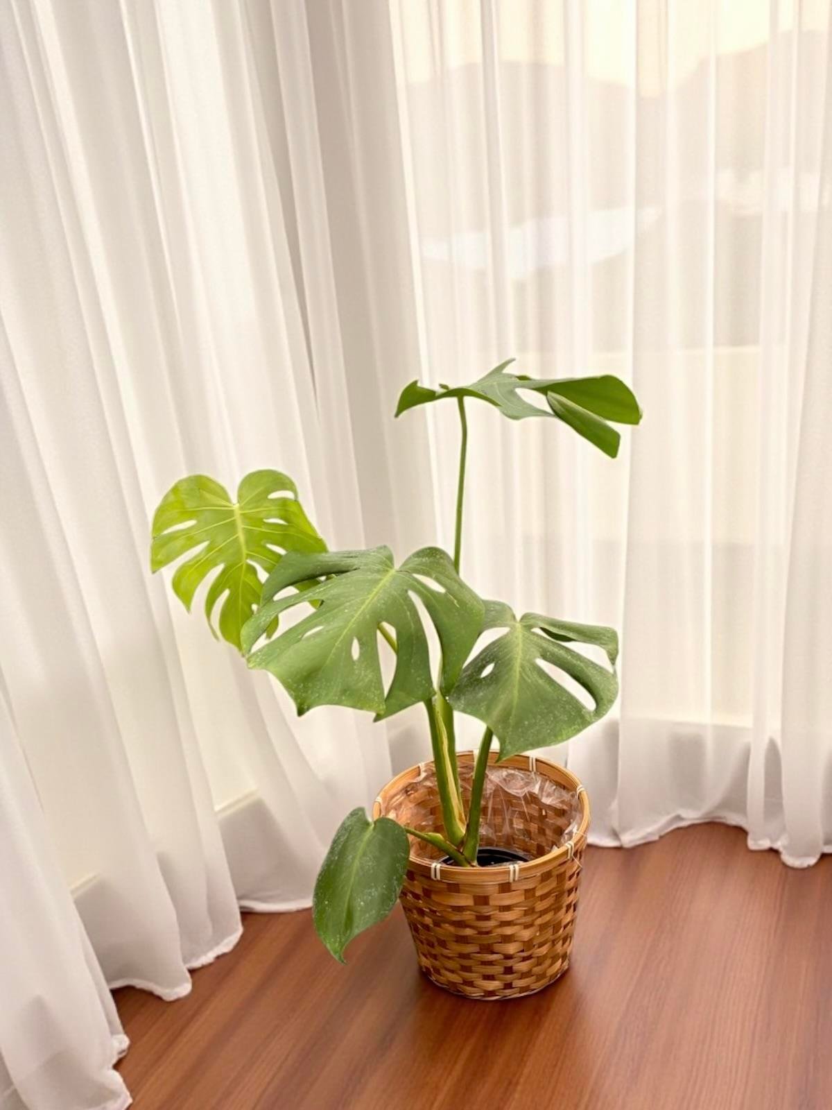 Hava Temizleyen Bitkiler Seti – Paşa Kılıcı Sansevieria Büyük Boy, Monstera Deve Tabanı, 2 Gövdeli Dev Boy Starliçe + Bitki Besini HEDİYE