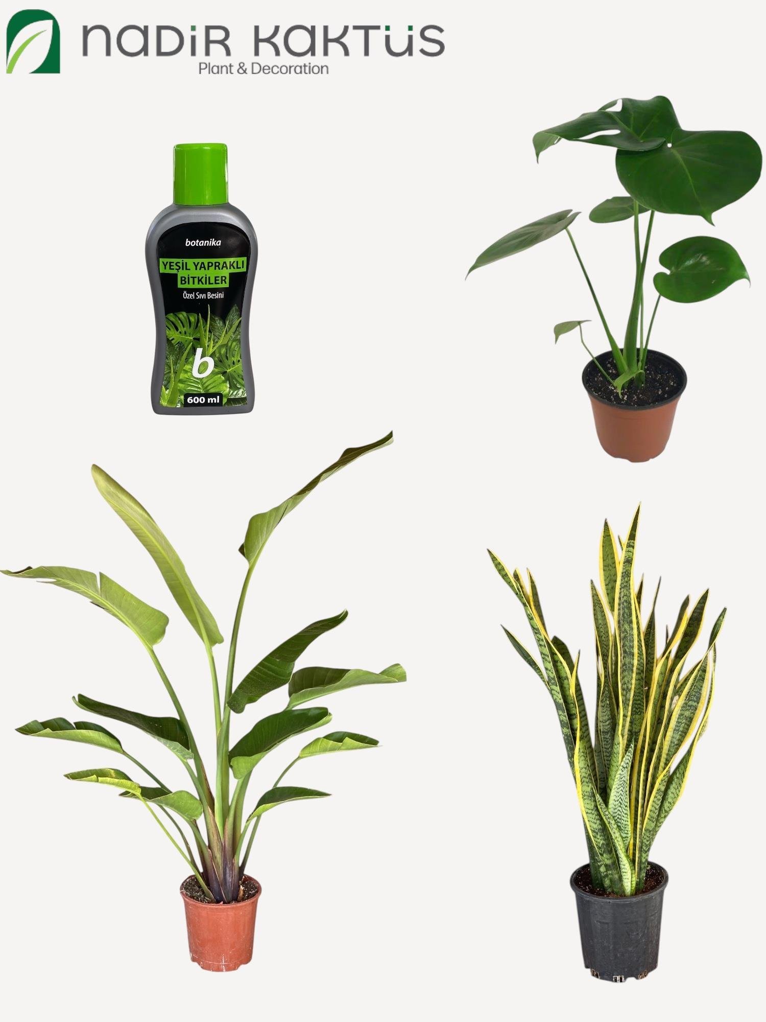 Hava Temizleyen Bitkiler Seti – Paşa Kılıcı Sansevieria Büyük Boy - Monstera Deve Tabanı - 2 Gövdeli Dev Boy Starliçe + Bitki Besini HEDİYE