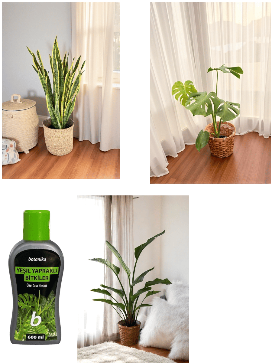 Hava Temizleyen Bitkiler Seti – Paşa Kılıcı Sansevieria Büyük Boy, Monstera Deve Tabanı, 2 Gövdeli Dev Boy Starliçe + Bitki Besini HEDİYE