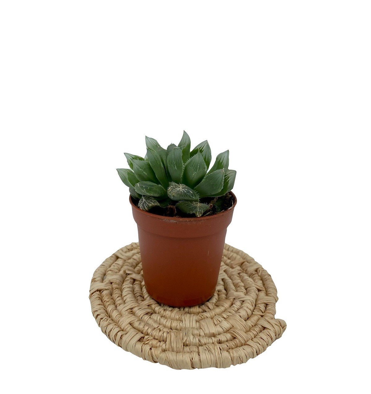 Haworthia Cooperi var. Truncata