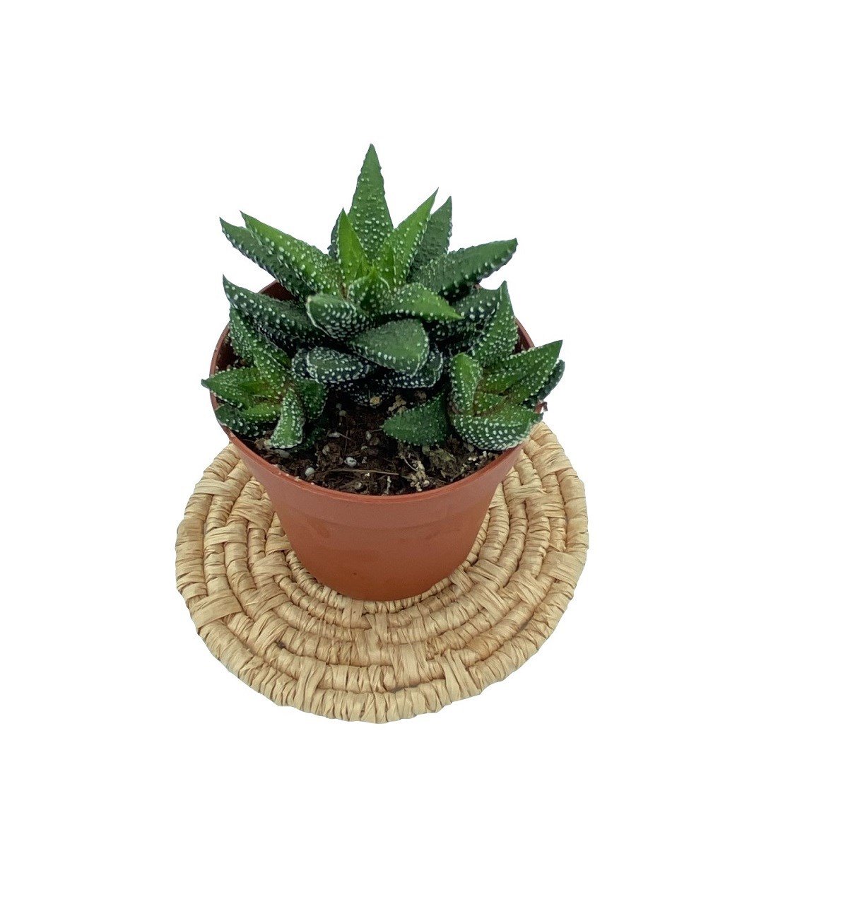 Haworthia Fasciata Hybrid