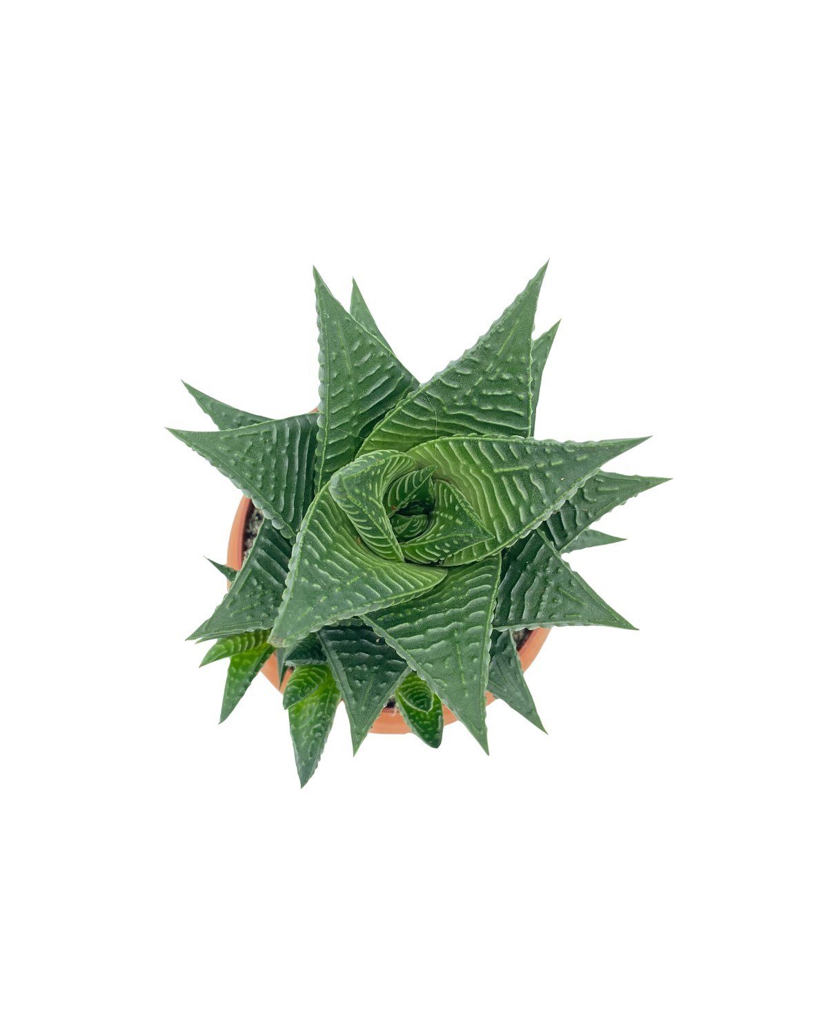 Haworthiopsis Limifolia Çap 8.5