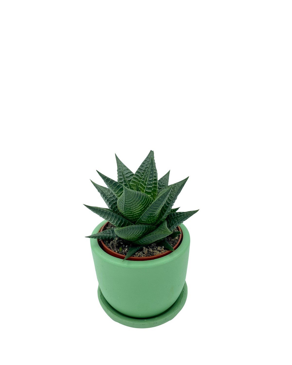 Haworthiopsis Limifolia Çap 8.5