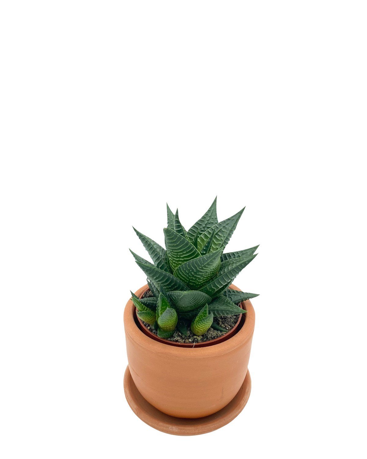 Haworthiopsis Limifolia Çap 8.5