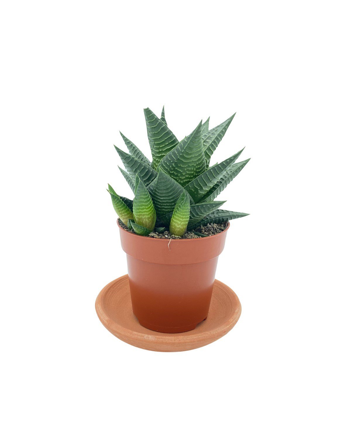 Haworthiopsis Limifolia Çap 8.5