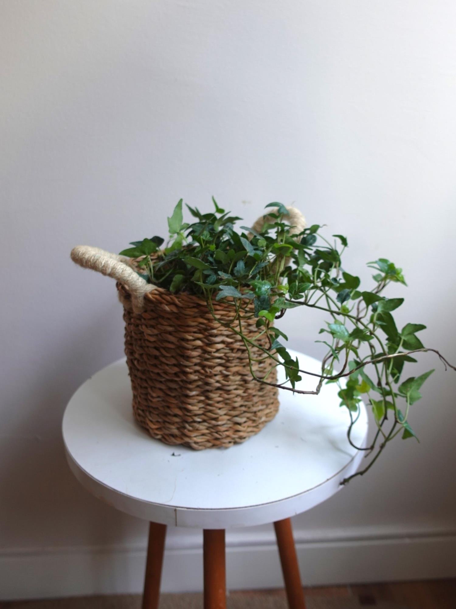 Hedera İngiliz Duvar Sarmaşığı-Kolay Bakımlı Tırmanıcı Bitki