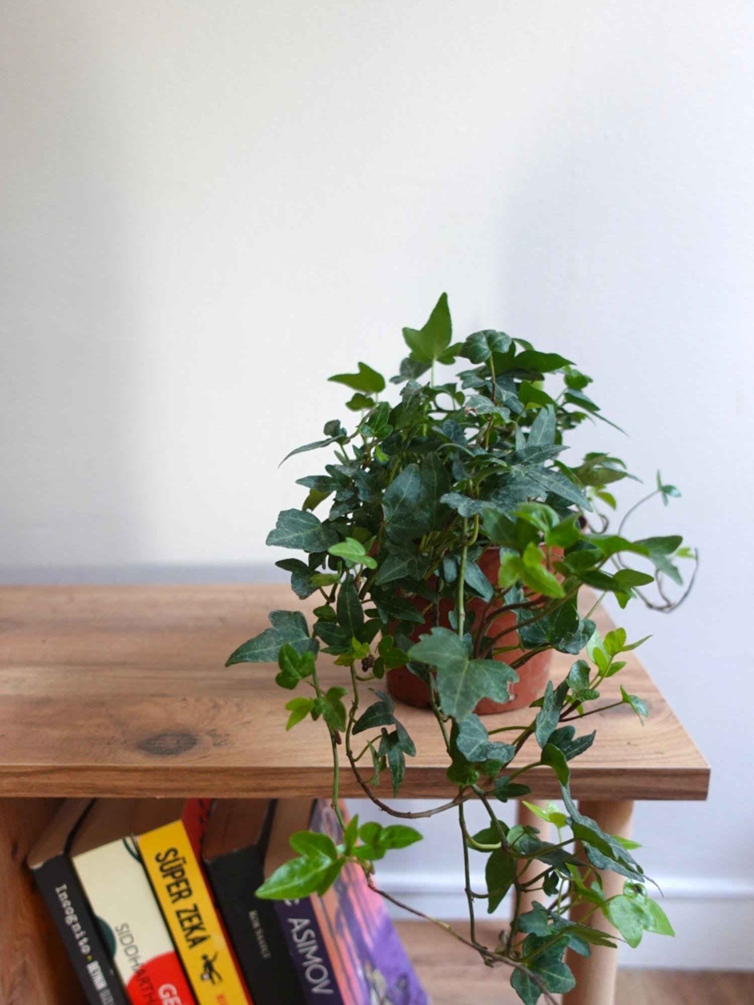 Hedera İngiliz Duvar Sarmaşığı-Kolay Bakımlı Tırmanıcı Bitki