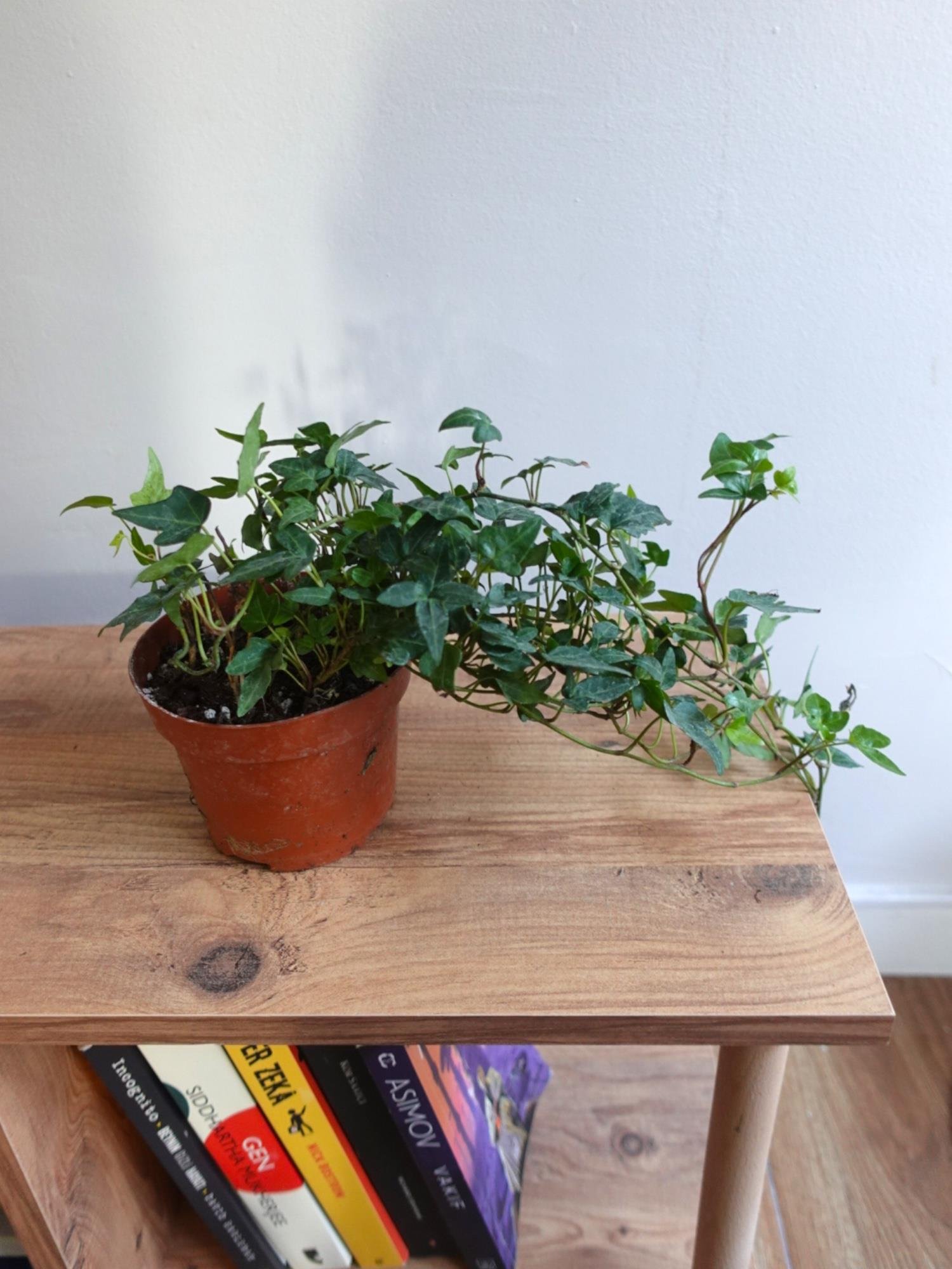 Hedera İngiliz Duvar Sarmaşığı-Kolay Bakımlı Tırmanıcı Bitki