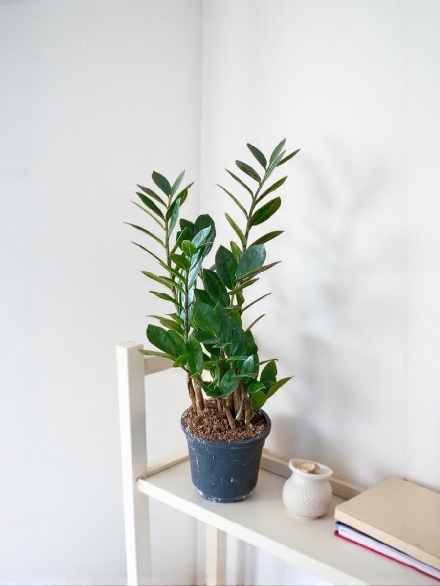 Işık İstemeyen Dayanıklı Bitkiler Seti – Kılıç Çiçeği 80Cm, Zamia 60 Cm ve 3Lü Şans Bambusu 50-60 Cm