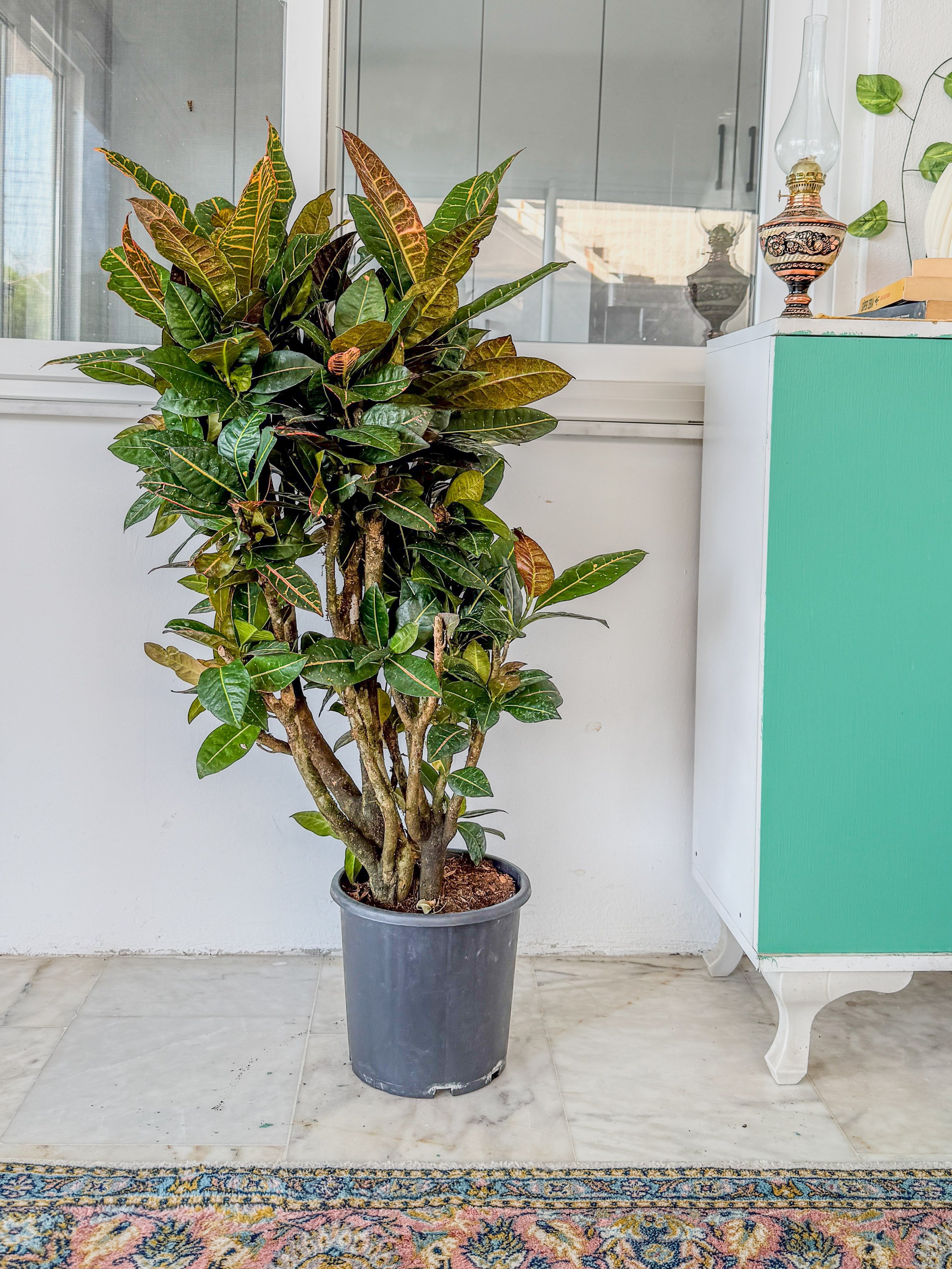 İthal Kraton (Croton Petra) Bitkisi XL 150 Cm 