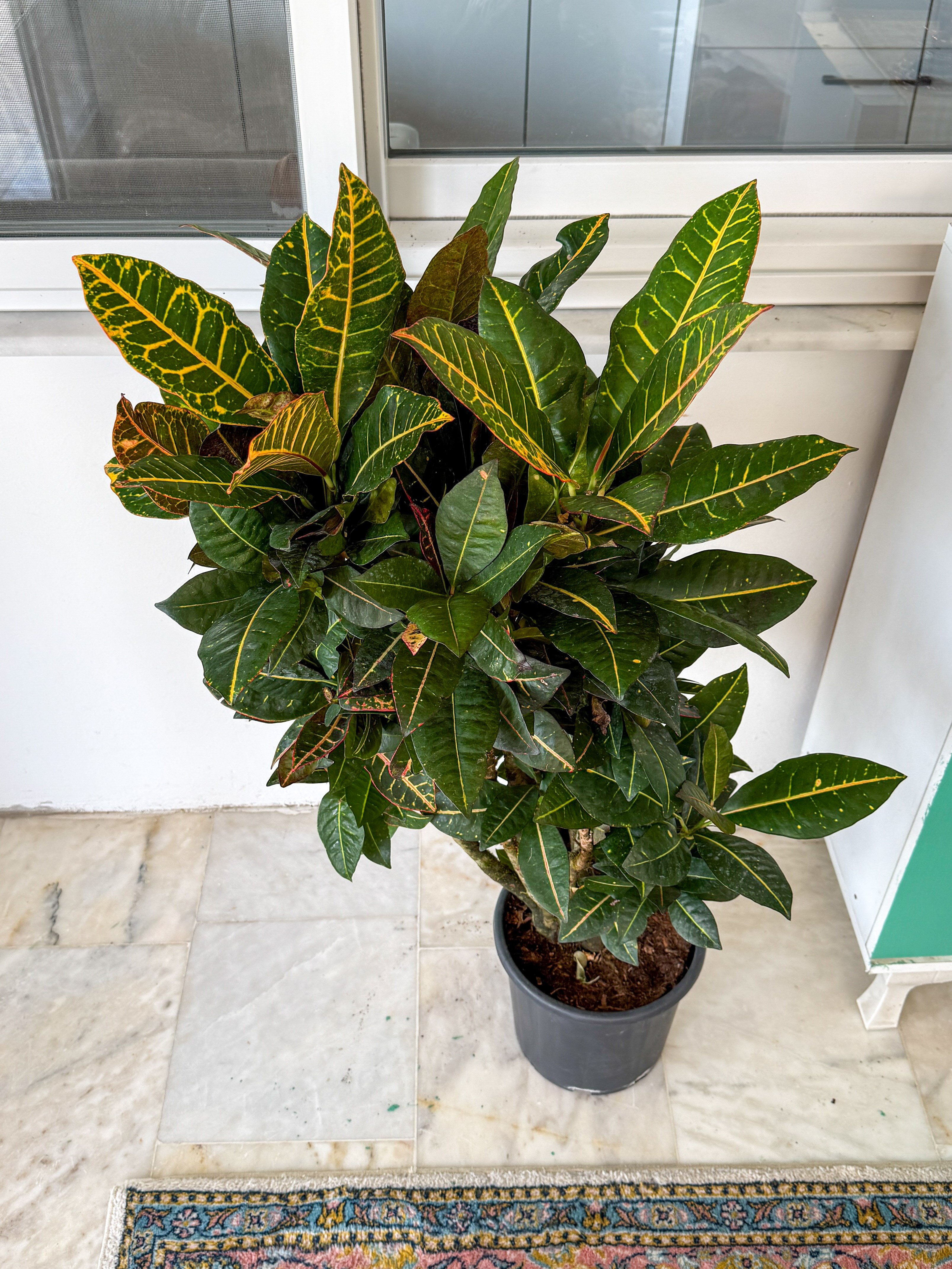 İthal Kraton (Croton Petra) Bitkisi XL 150 Cm 