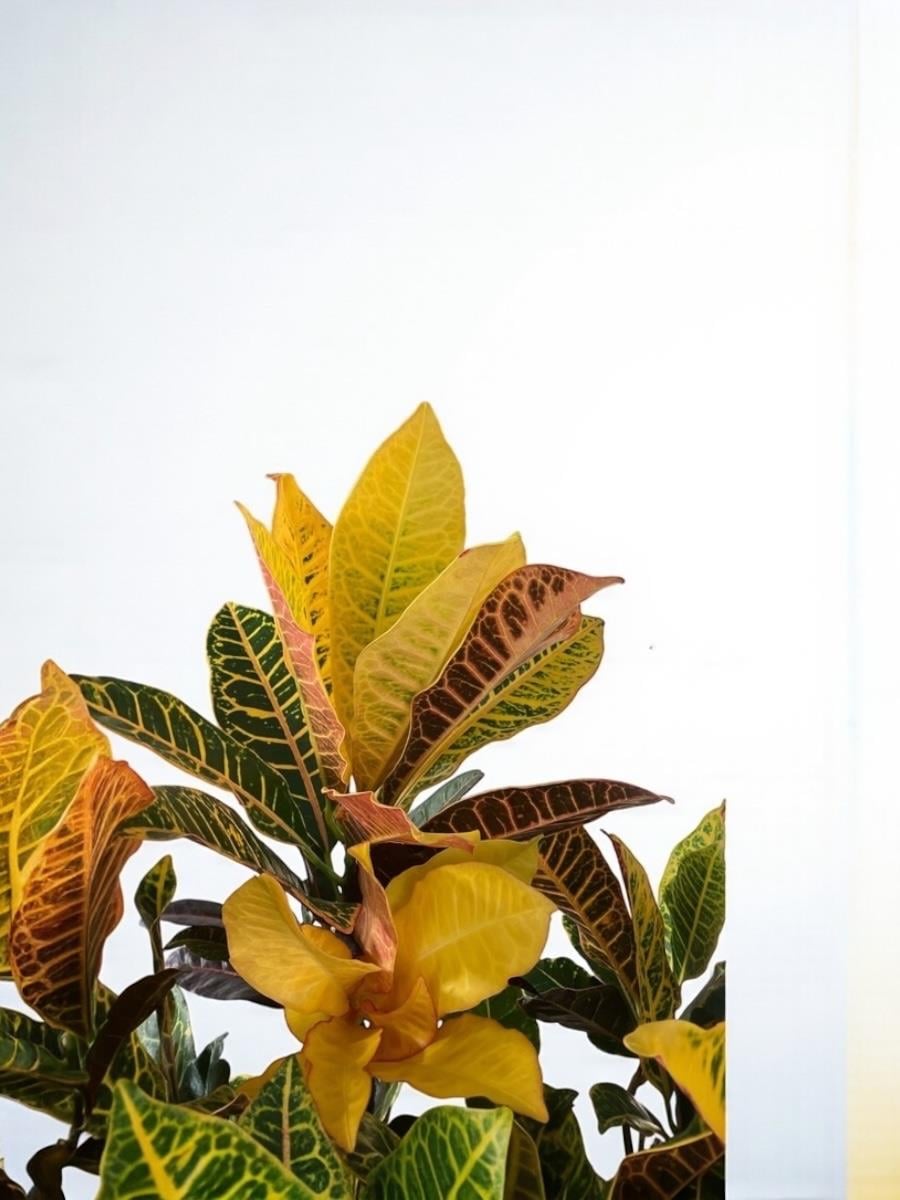 İthal Kraton (Croton Petra) Bitkisi XL 150 Cm 
