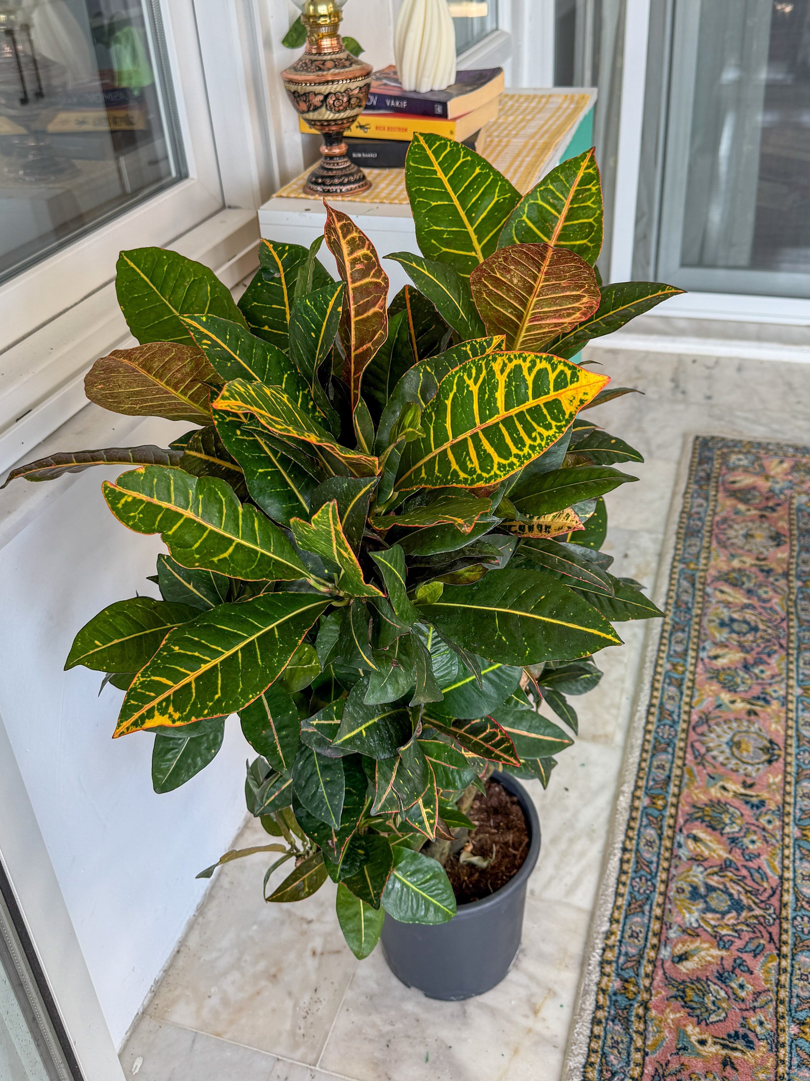 İthal Kraton (Croton Petra) Bitkisi XL 150 Cm 