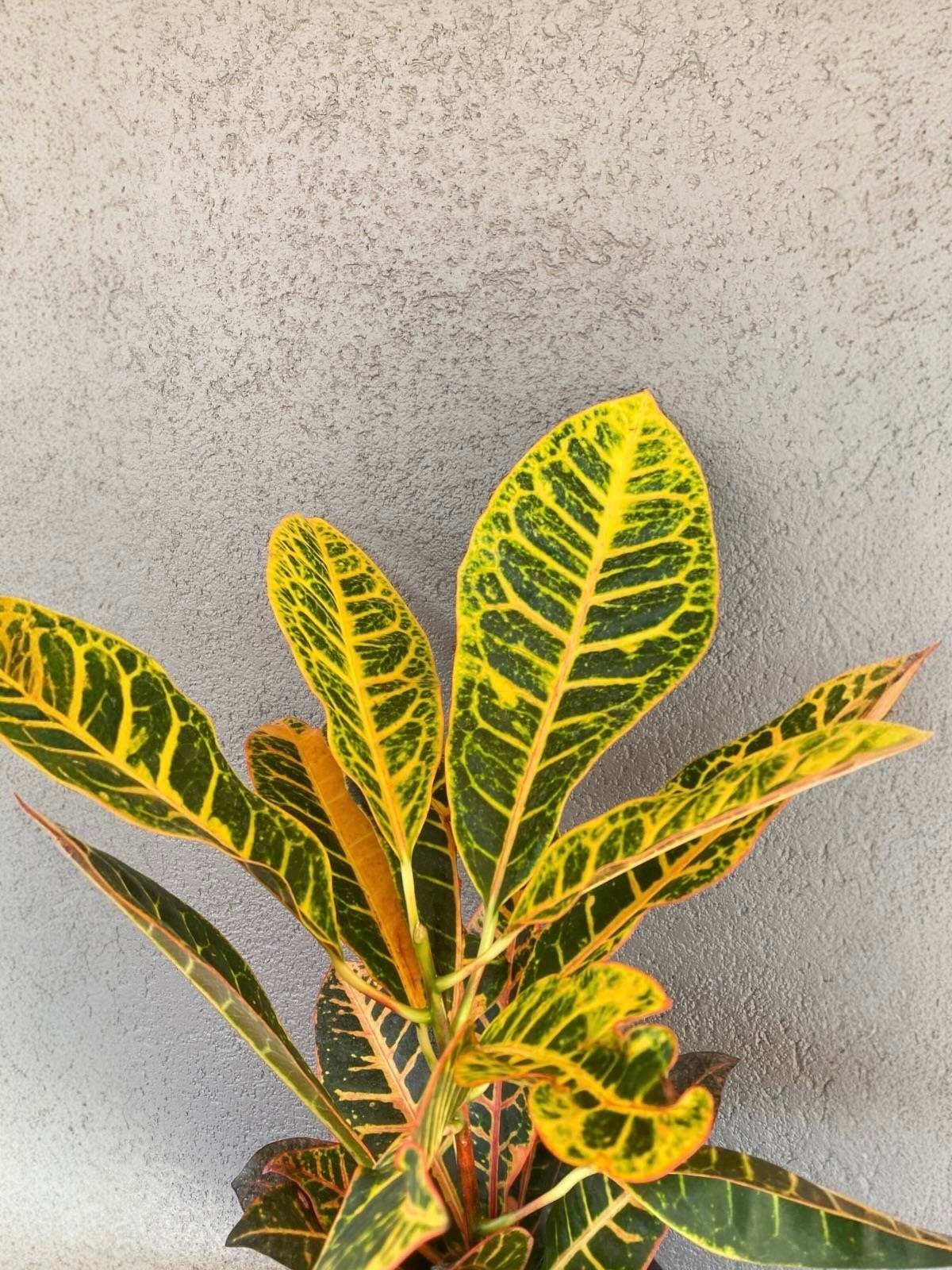 İthal Kraton (Croton Petra) Bitkisi