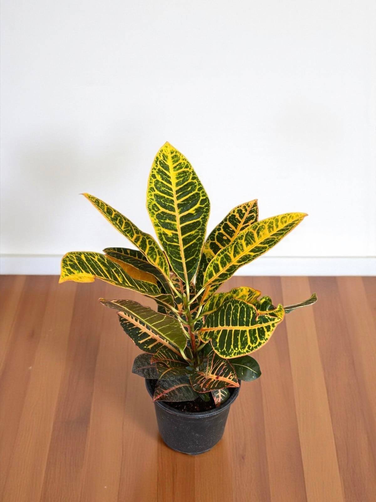 İthal Kraton (Croton Petra) Bitkisi