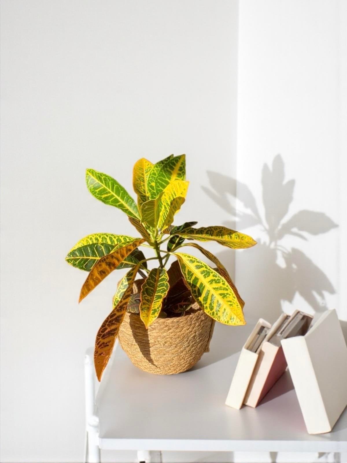 İthal Kraton (Croton Petra) Bitkisi