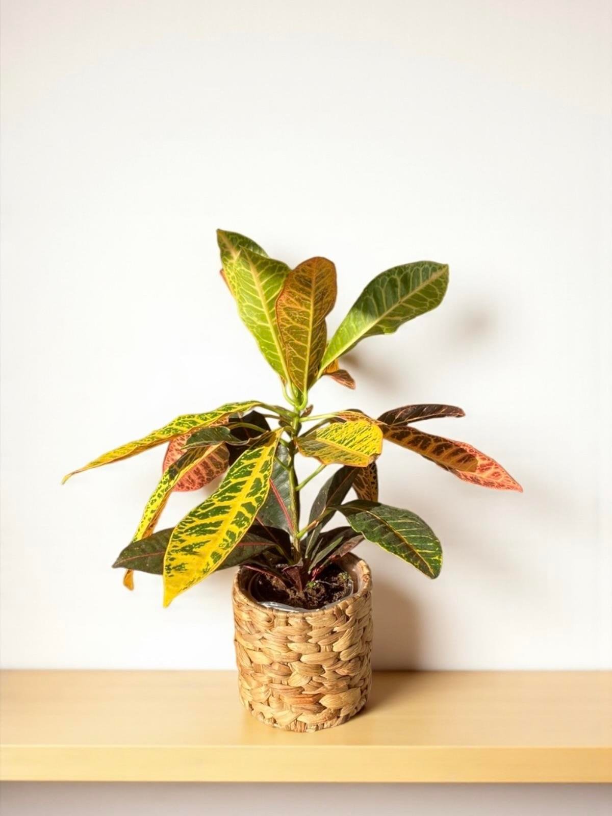 İthal Kraton (Croton Petra) Bitkisi