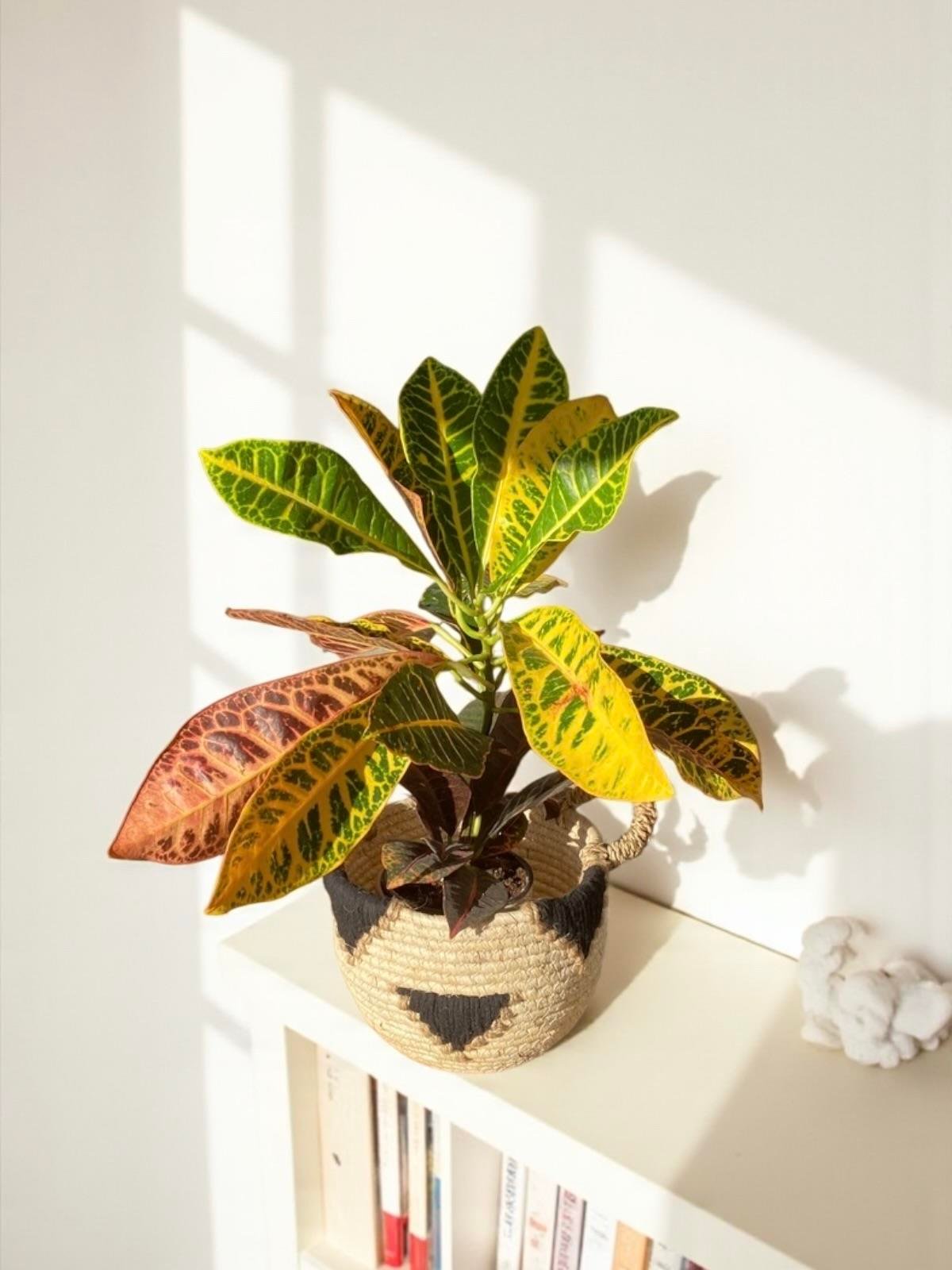 İthal Kraton (Croton Petra) Bitkisi