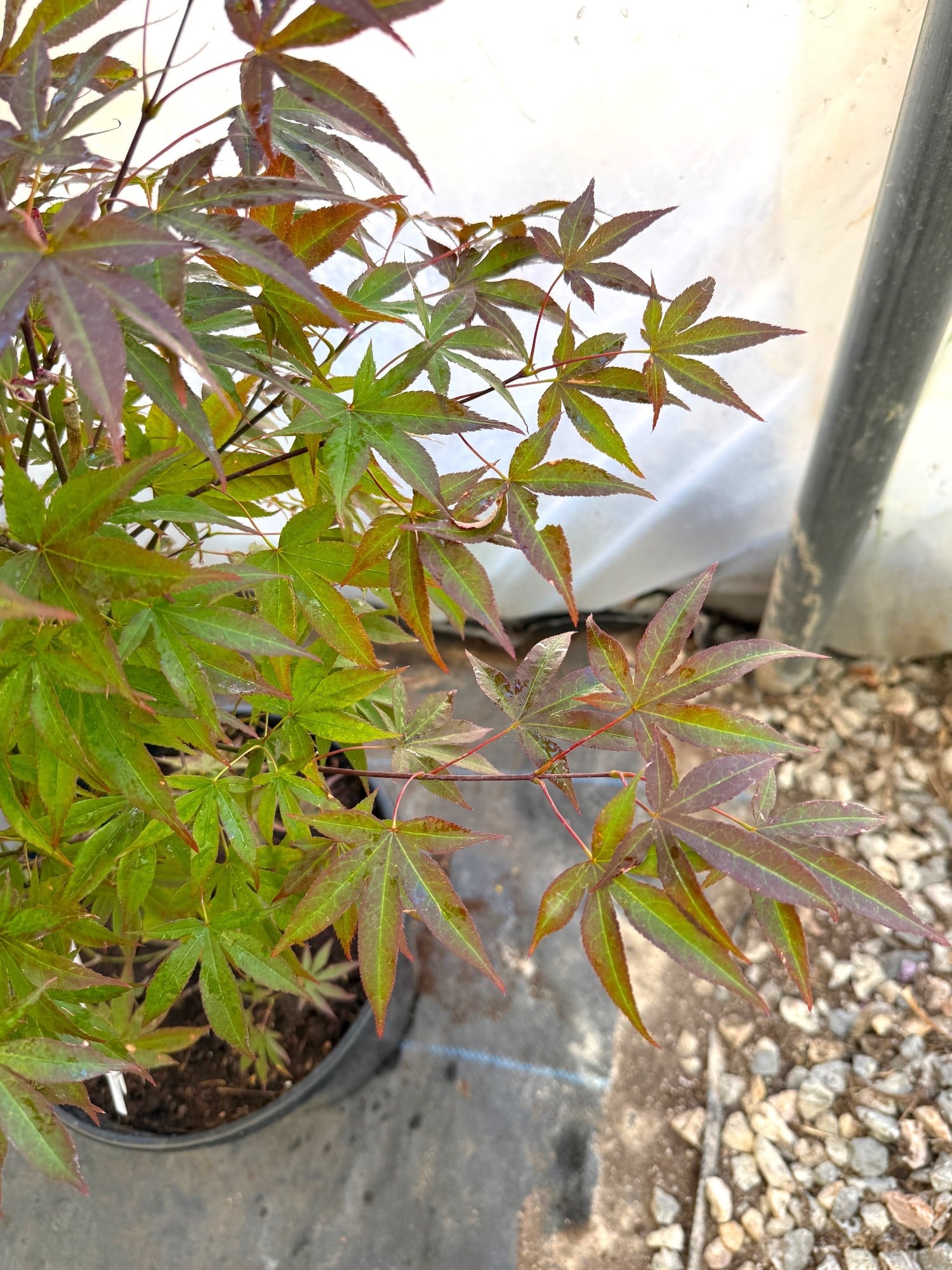 Japon Ters Kırmızı Akçaağaç Bonsai (Acer Palmatum) 60-70 cm – Uzakdoğu'nun Büyüleyici Sanatı 🍁