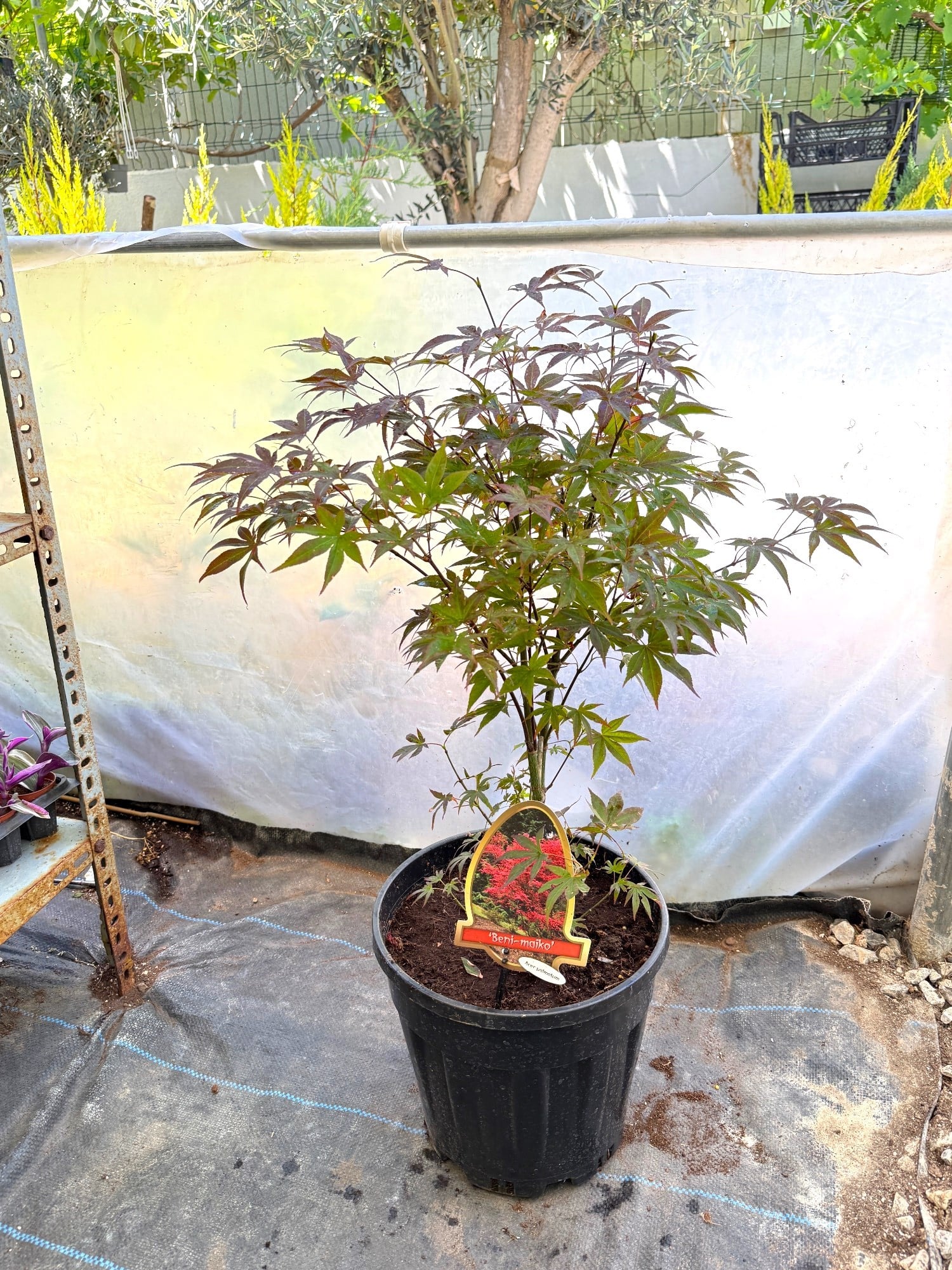 Japon Ters Kırmızı Akçaağaç Bonsai (Acer Palmatum) 60-70 cm – Uzakdoğu'nun Büyüleyici Sanatı 🍁