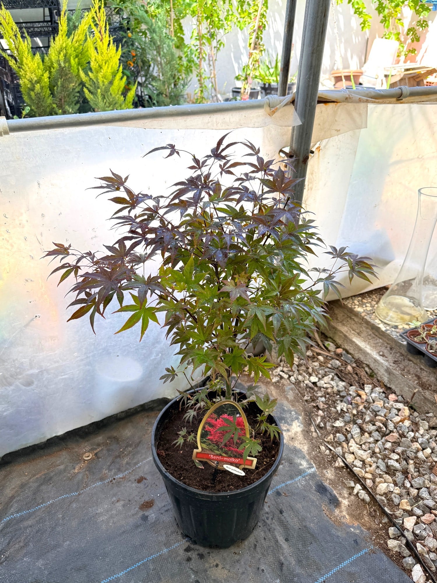 Japon Ters Kırmızı Akçaağaç Bonsai (Acer Palmatum) 60-70 cm – Uzakdoğu'nun Büyüleyici Sanatı 🍁