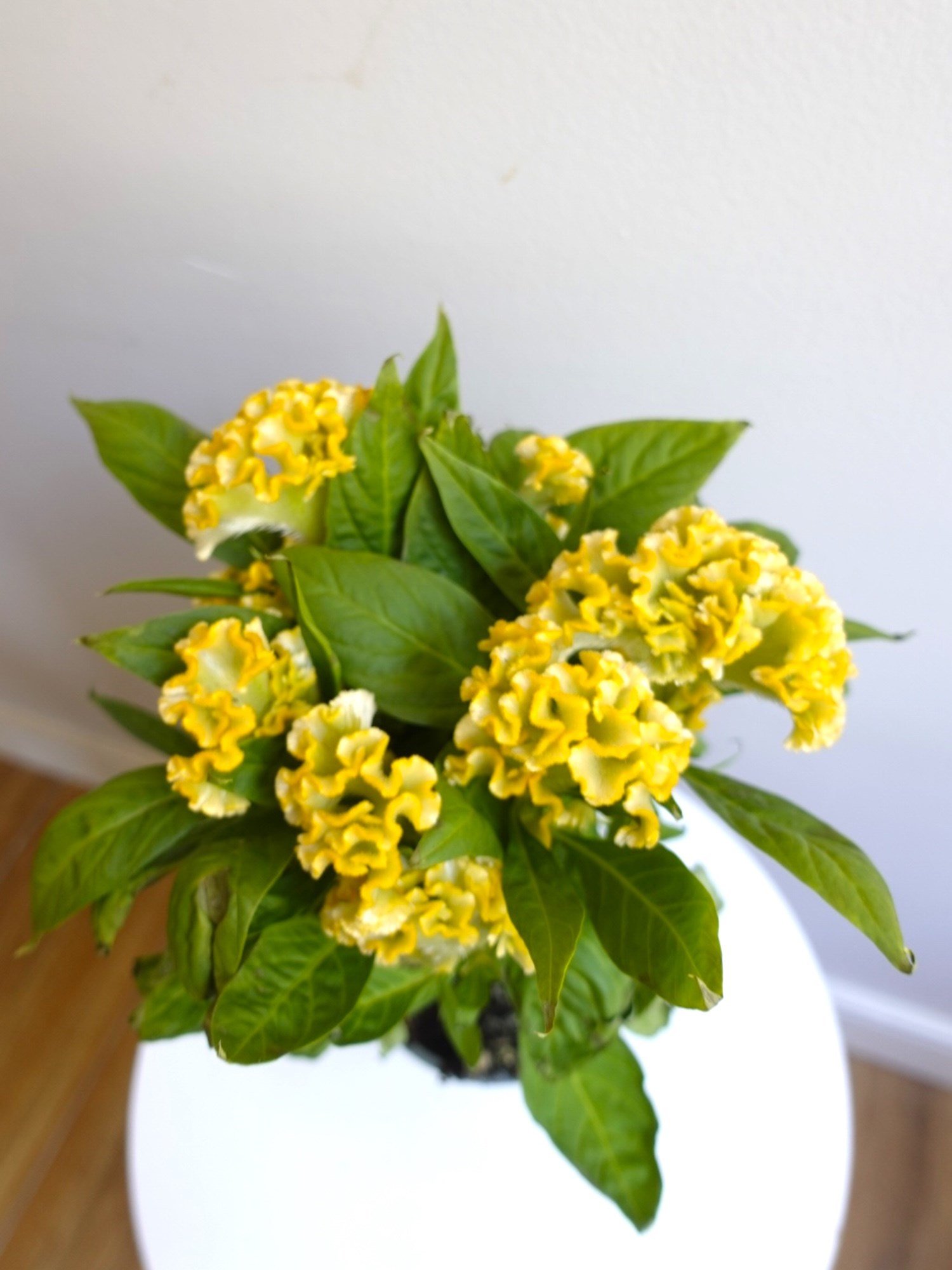 Kadife Çiçeği (Celosia Cristata) – Göz Alıcı Kadifemsi Doku