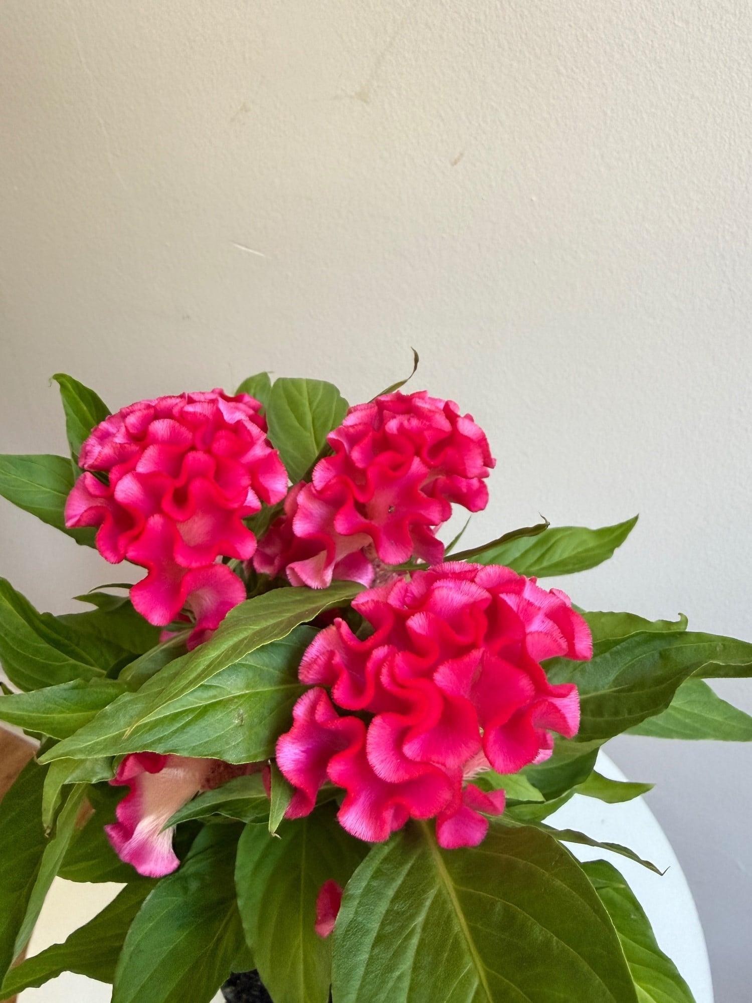 Kadife Çiçeği (Celosia Cristata) – Göz Alıcı Kadifemsi Doku