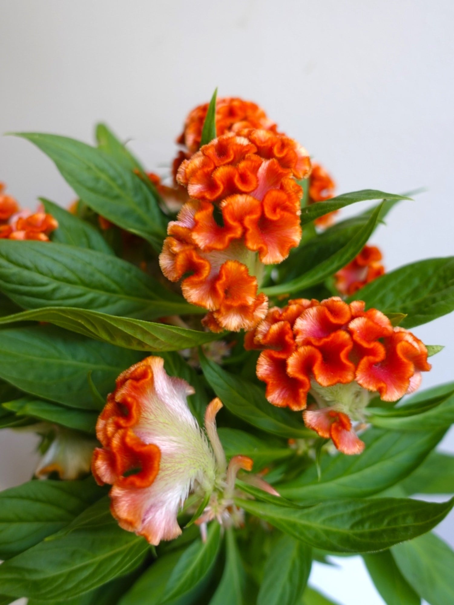 Kadife Çiçeği (Celosia Cristata) – Göz Alıcı Kadifemsi Doku