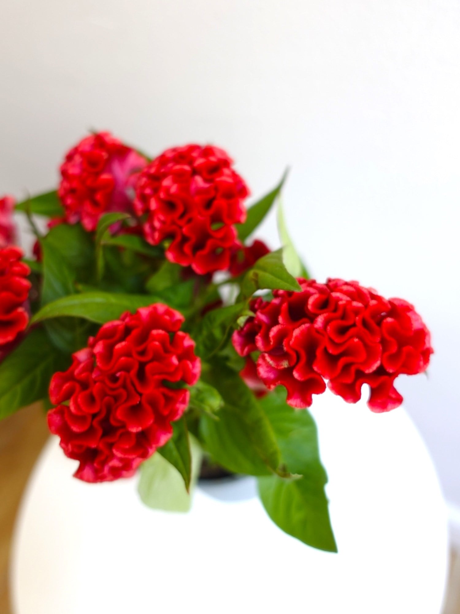 Kadife Çiçeği (Celosia Cristata) – Göz Alıcı Kadifemsi Doku