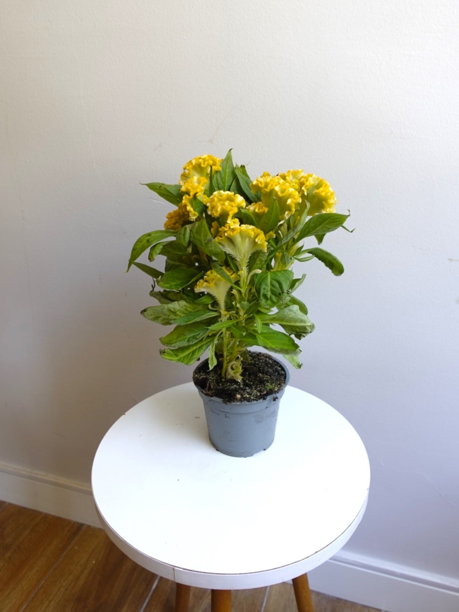 Kadife Çiçeği (Celosia Cristata) – Göz Alıcı Kadifemsi Doku