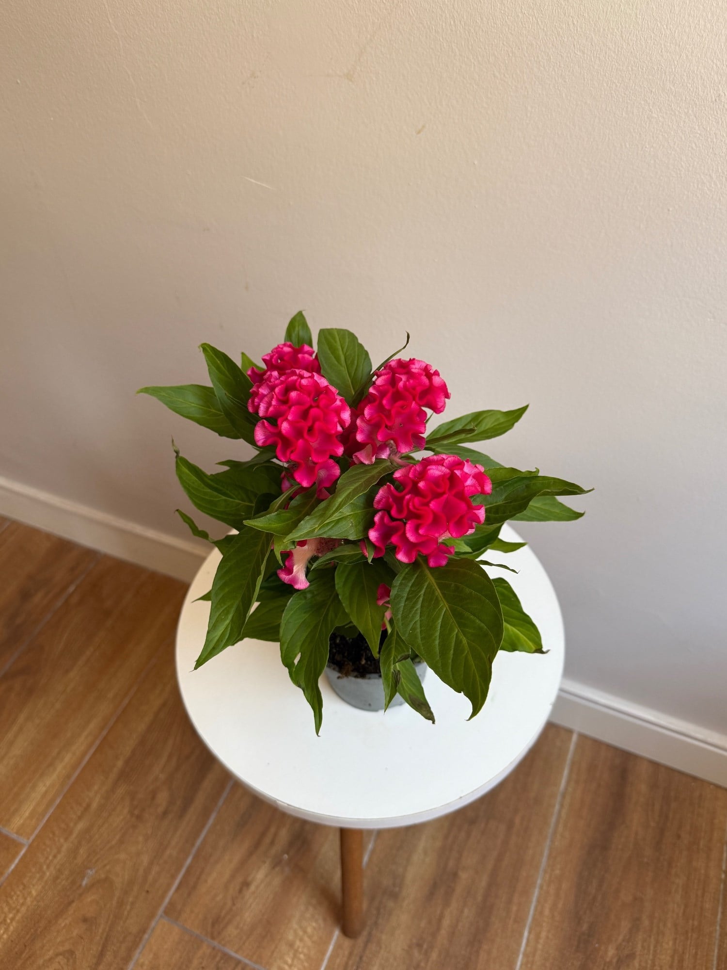 Kadife Çiçeği (Celosia Cristata) – Göz Alıcı Kadifemsi Doku