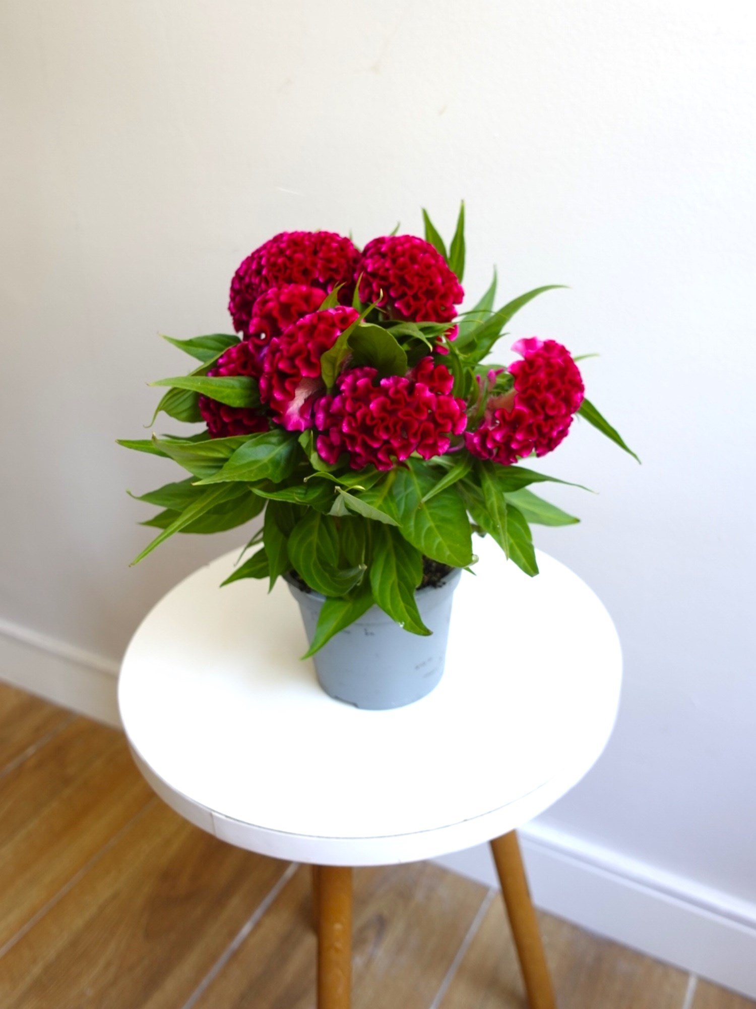 Kadife Çiçeği (Celosia Cristata) – Göz Alıcı Kadifemsi Doku