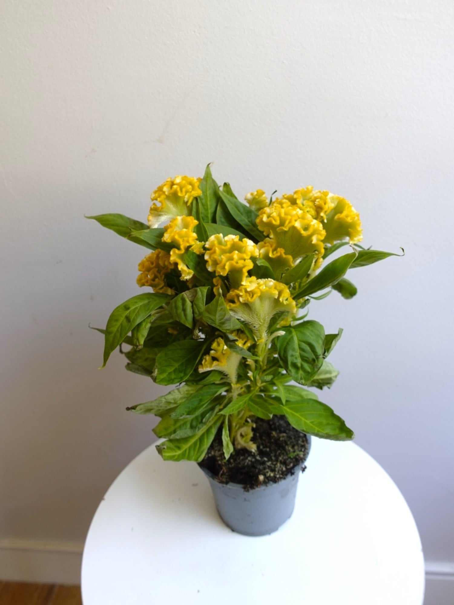 Kadife Çiçeği (Celosia Cristata) – Göz Alıcı Kadifemsi Doku