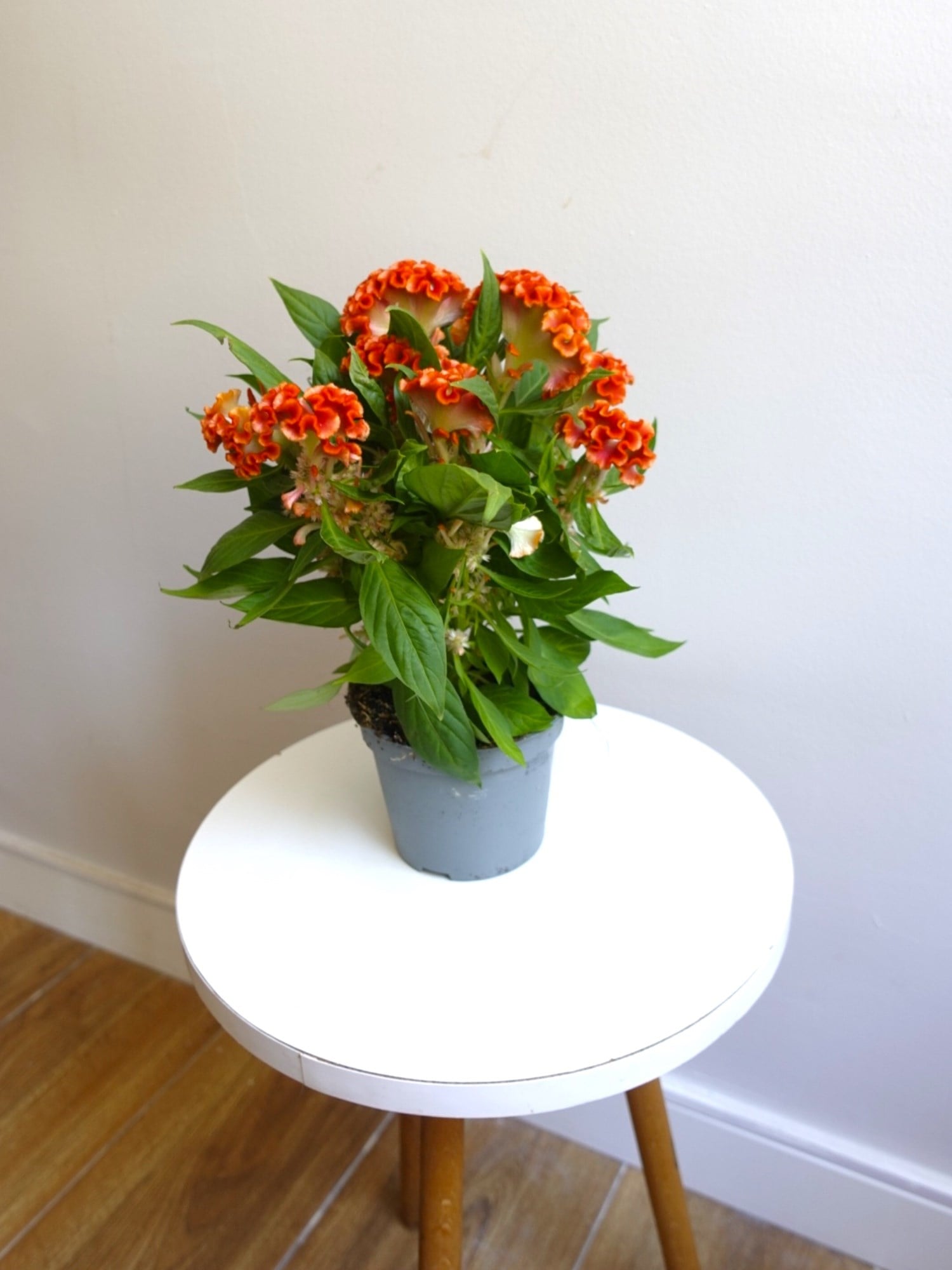 Kadife Çiçeği (Celosia Cristata) – Göz Alıcı Kadifemsi Doku