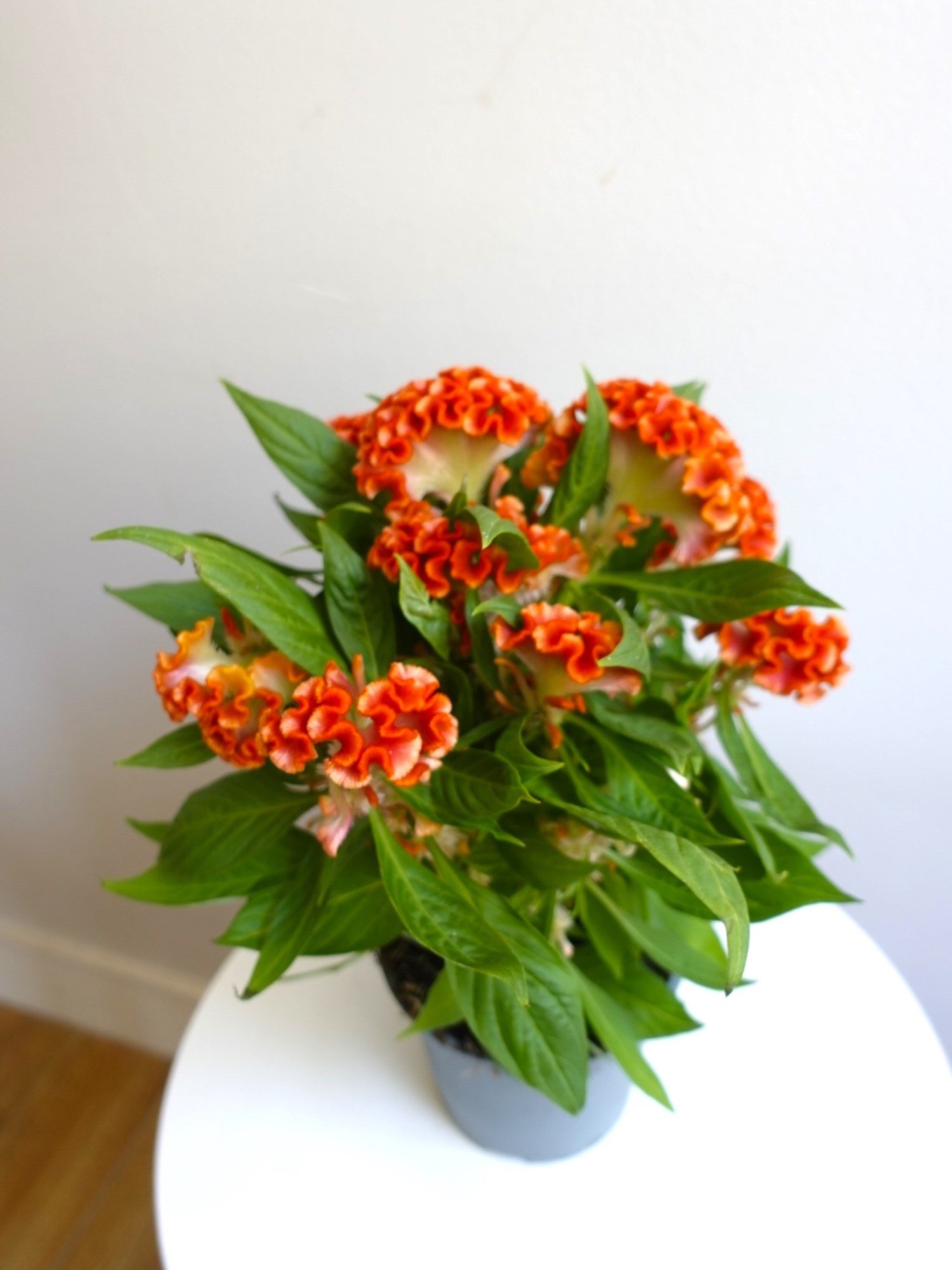 Kadife Çiçeği (Celosia Cristata) – Göz Alıcı Kadifemsi Doku