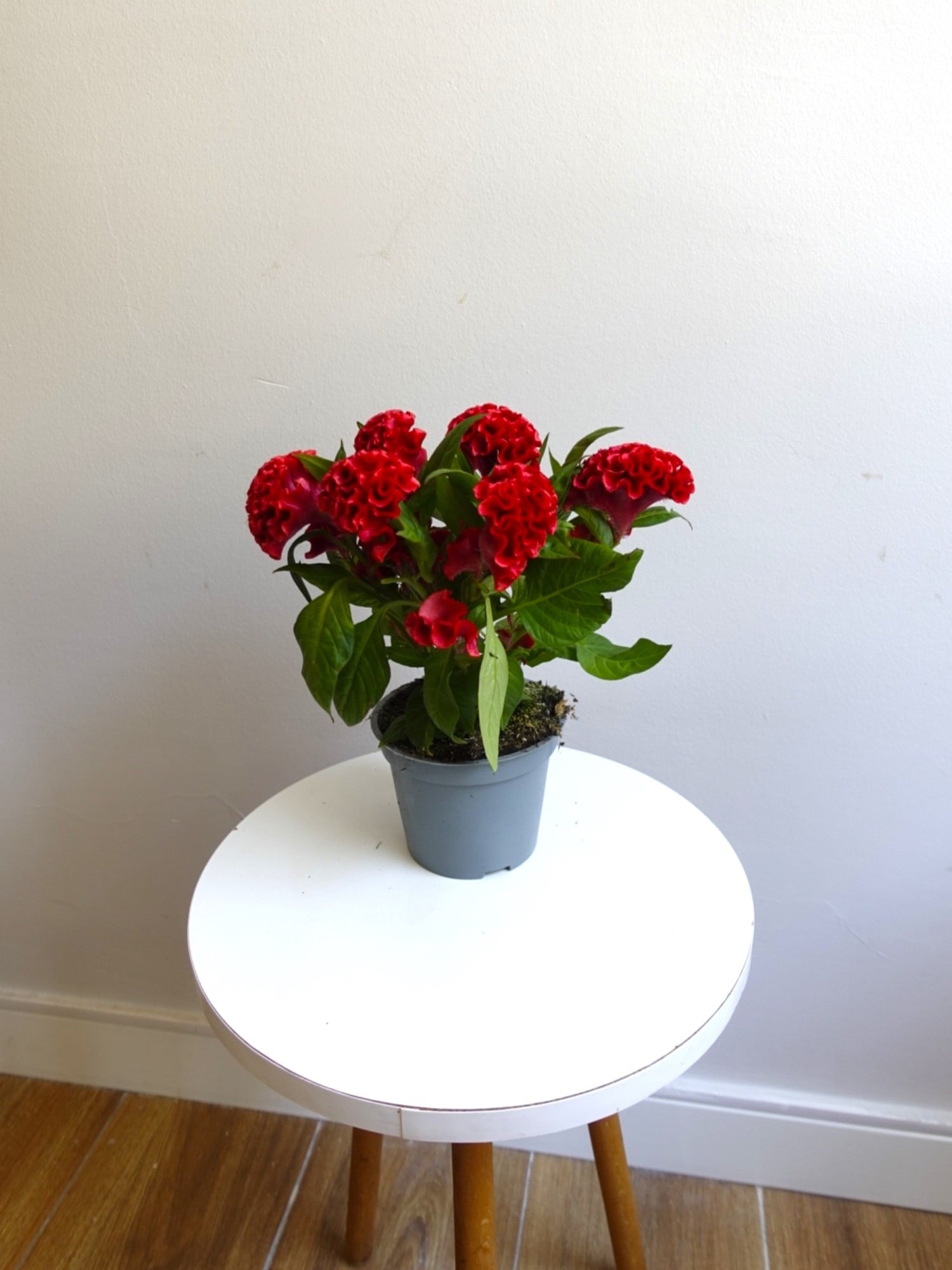 Kadife Çiçeği (Celosia Cristata) – Göz Alıcı Kadifemsi Doku