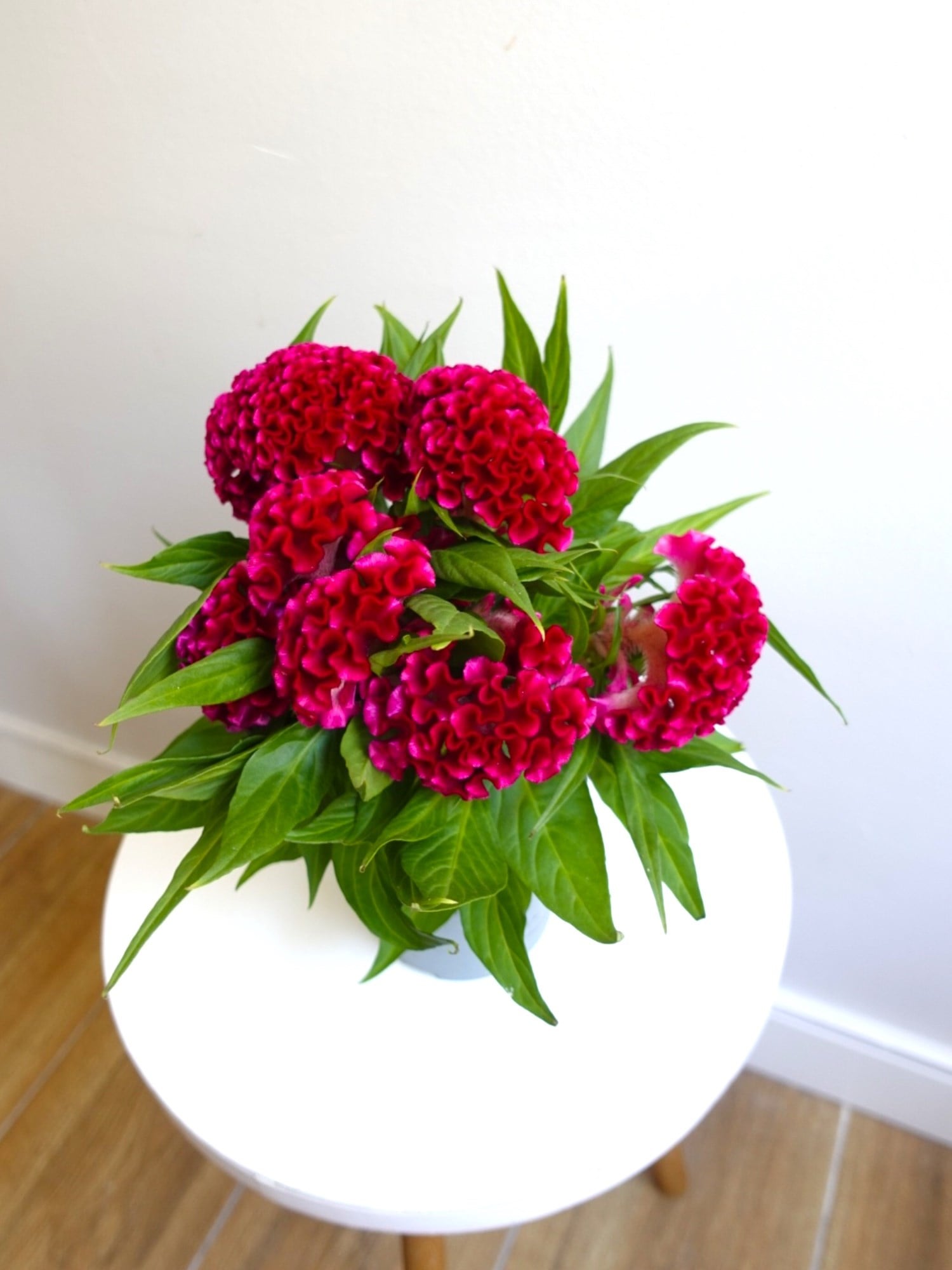 Kadife Çiçeği (Celosia Cristata) – Göz Alıcı Kadifemsi Doku
