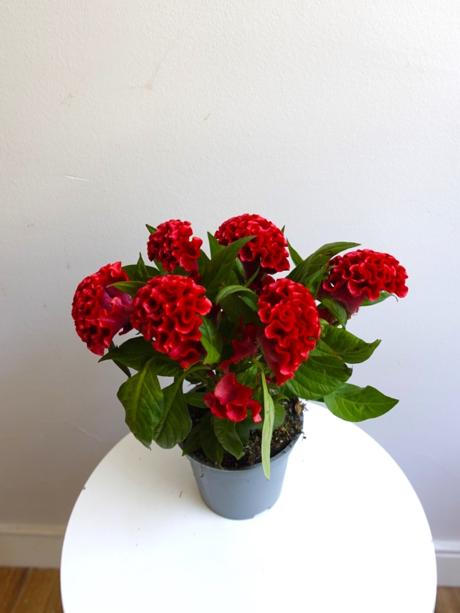 Kadife Çiçeği (Celosia Cristata) – Göz Alıcı Kadifemsi Doku